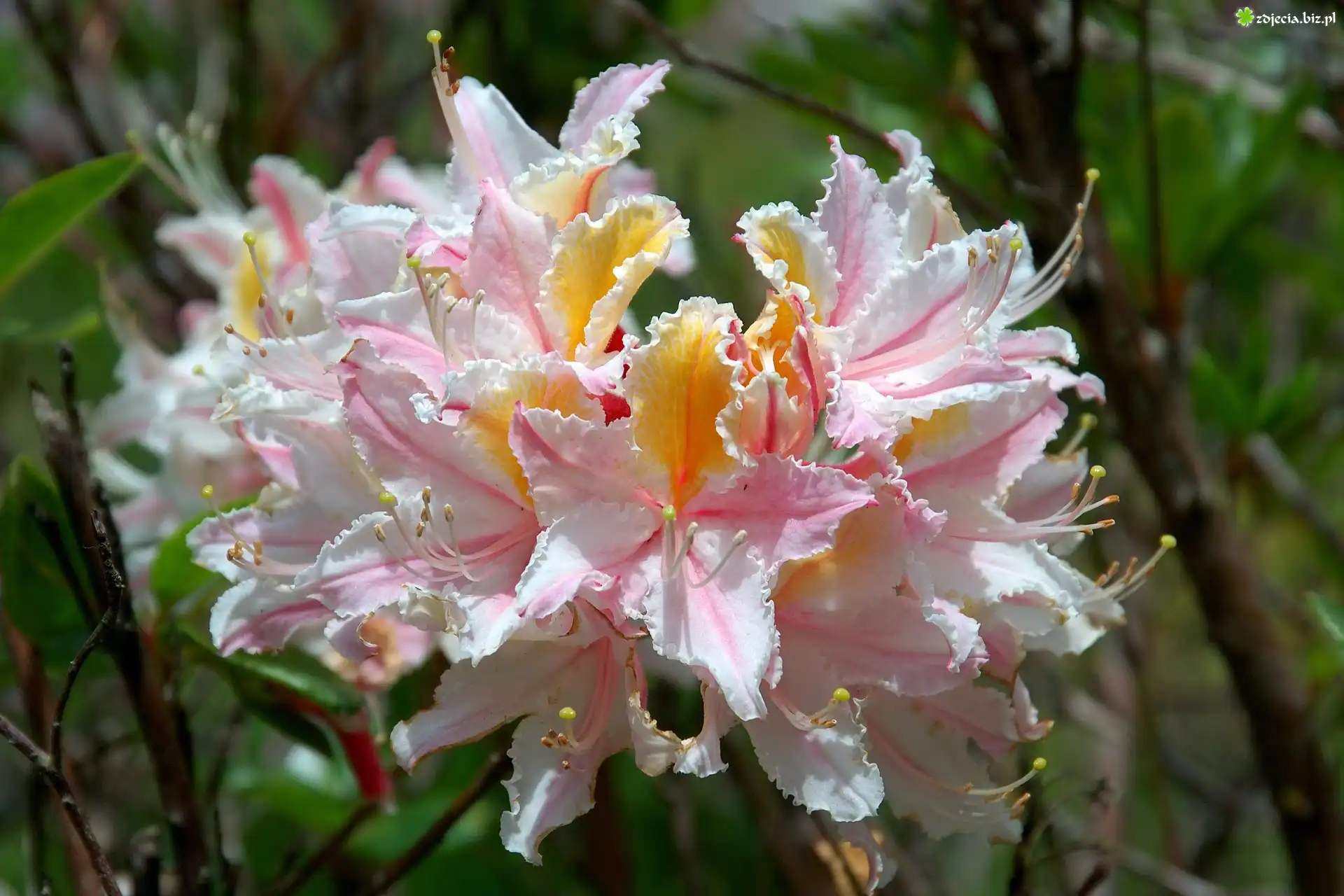 Różanecznik, Zachodni, Rhododendron, Occidentale