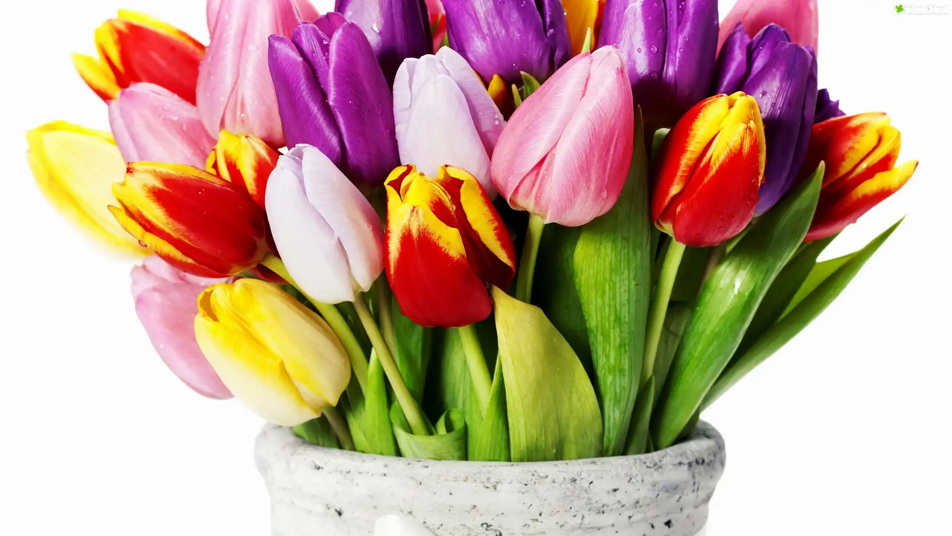 Wazon, Różnokolorowe, Tulipany