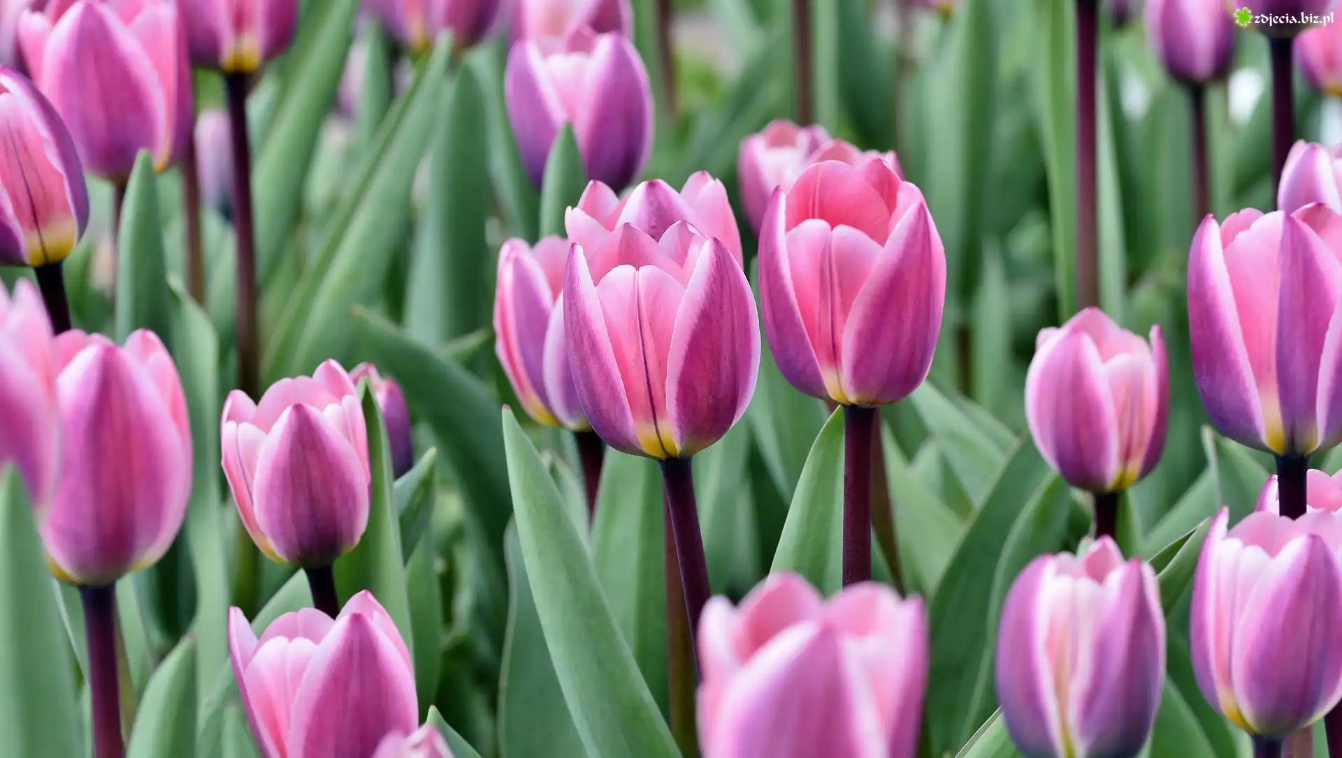 Kwitnące, Różowe, Tulipany