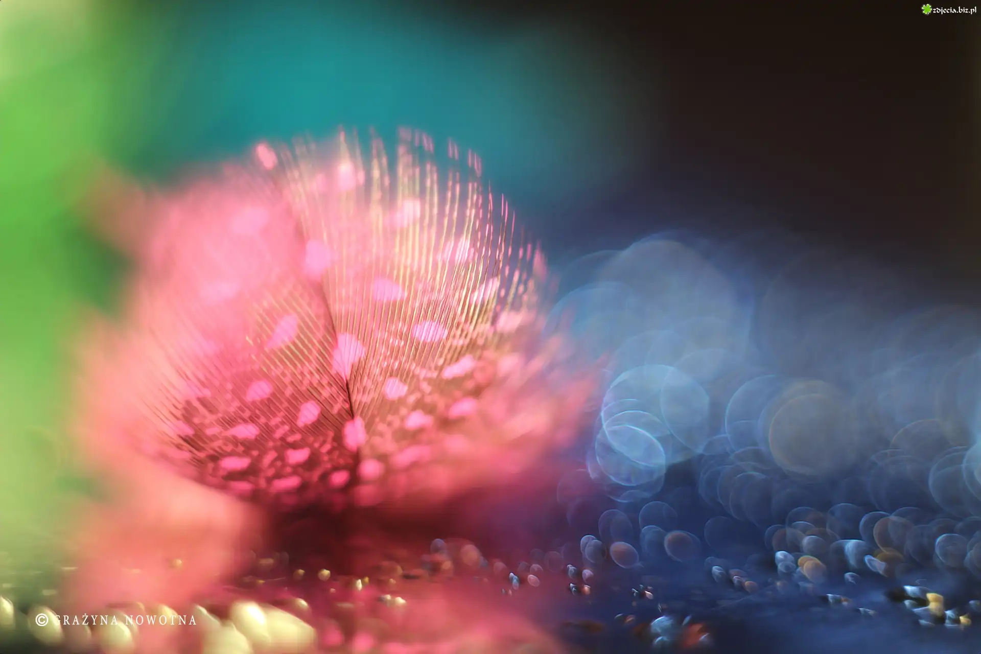 Różowe, Piórko, Makro, Bokeh