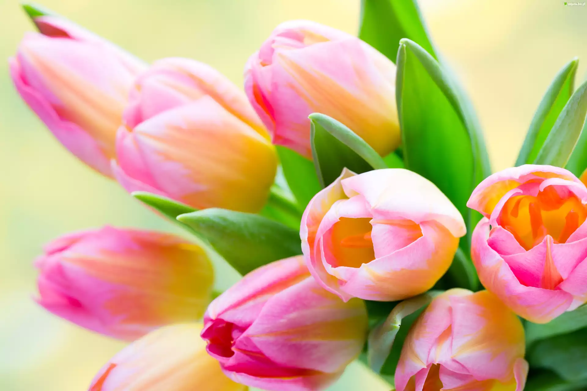 Tulipany, Różowe, Bukiet