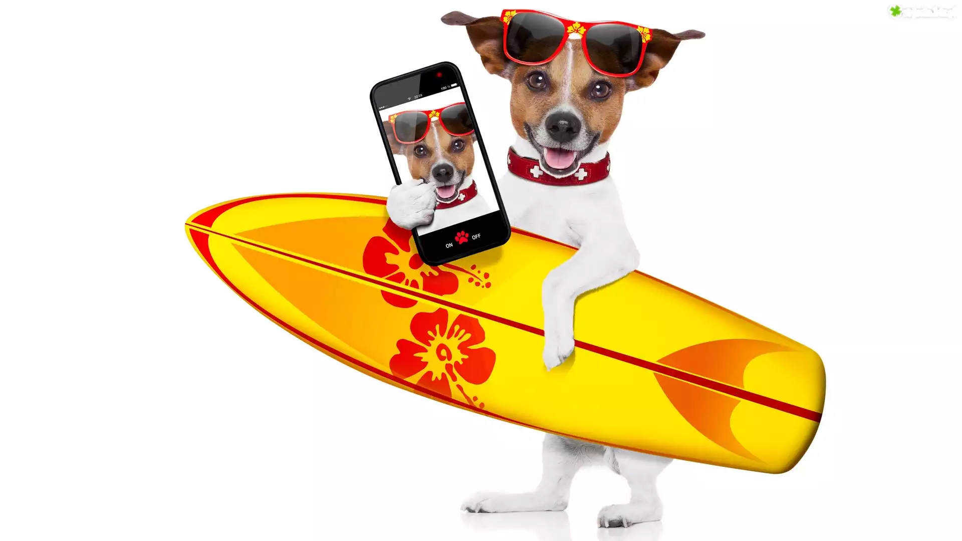 Jack Russell terrier, Deska surfingowa, Okulary, Telefon
