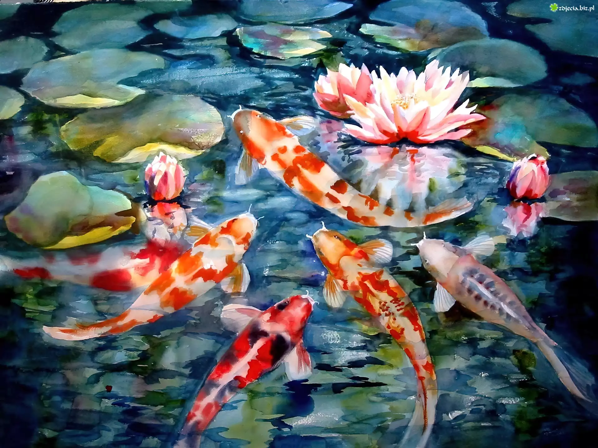 Ryby, Karp Koi, Staw, Lilie, Wodne