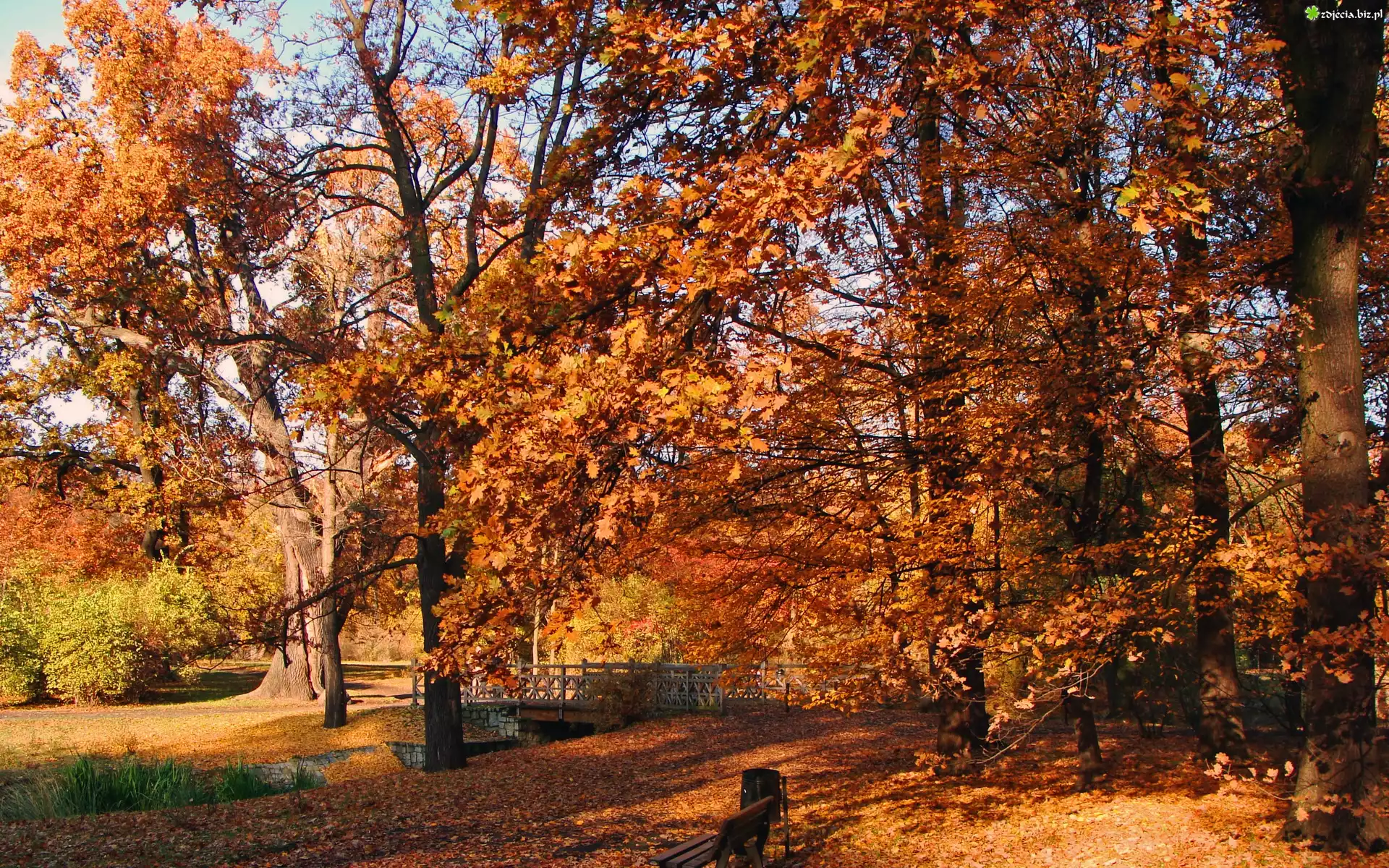 Rzeczka, Mostek, Alejki, Ławka, Park, Jesień