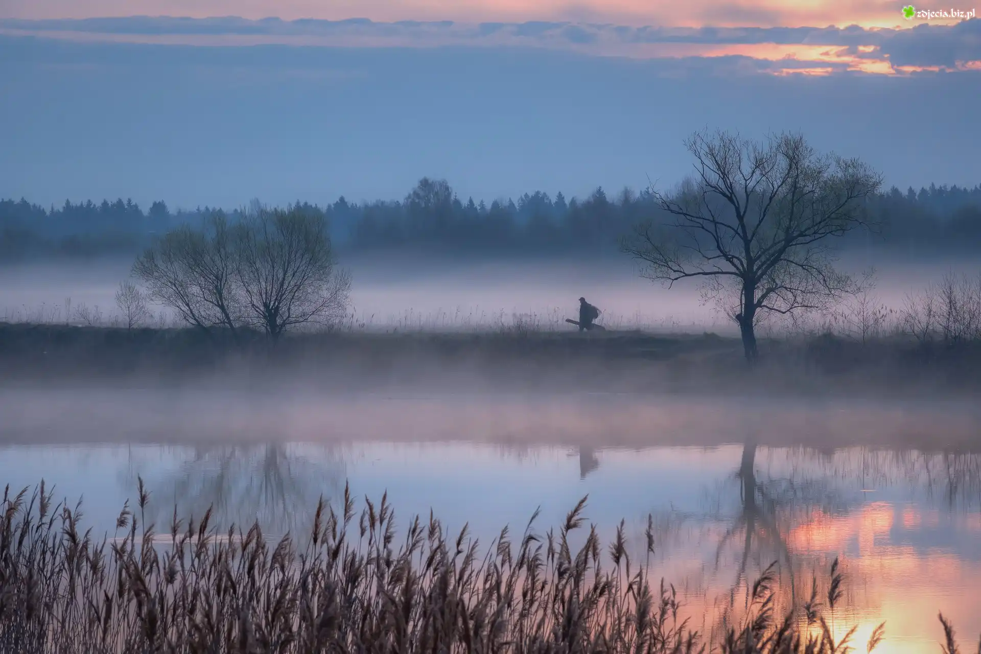 Rzeka, Mgła, Trawy, Drzewa, Człowiek