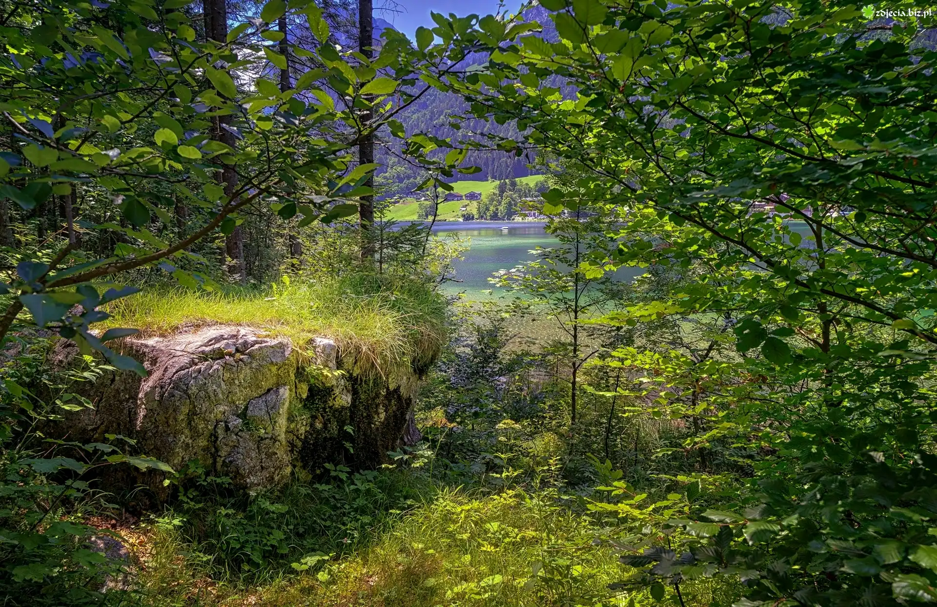 Rzeka, Drzewa, Skała, Kamień, Rośliny