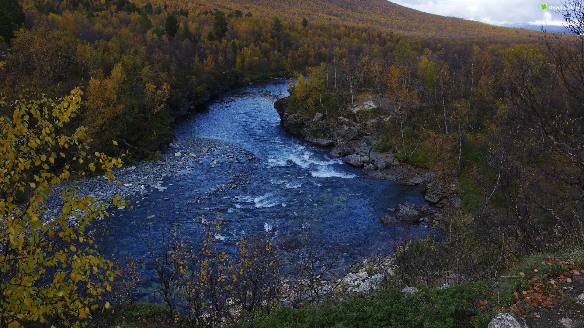 Rzeka Abiskojokk, Las, Drzewa, Krzewy, Skały, Park Narodowy Abisko, Szwecja