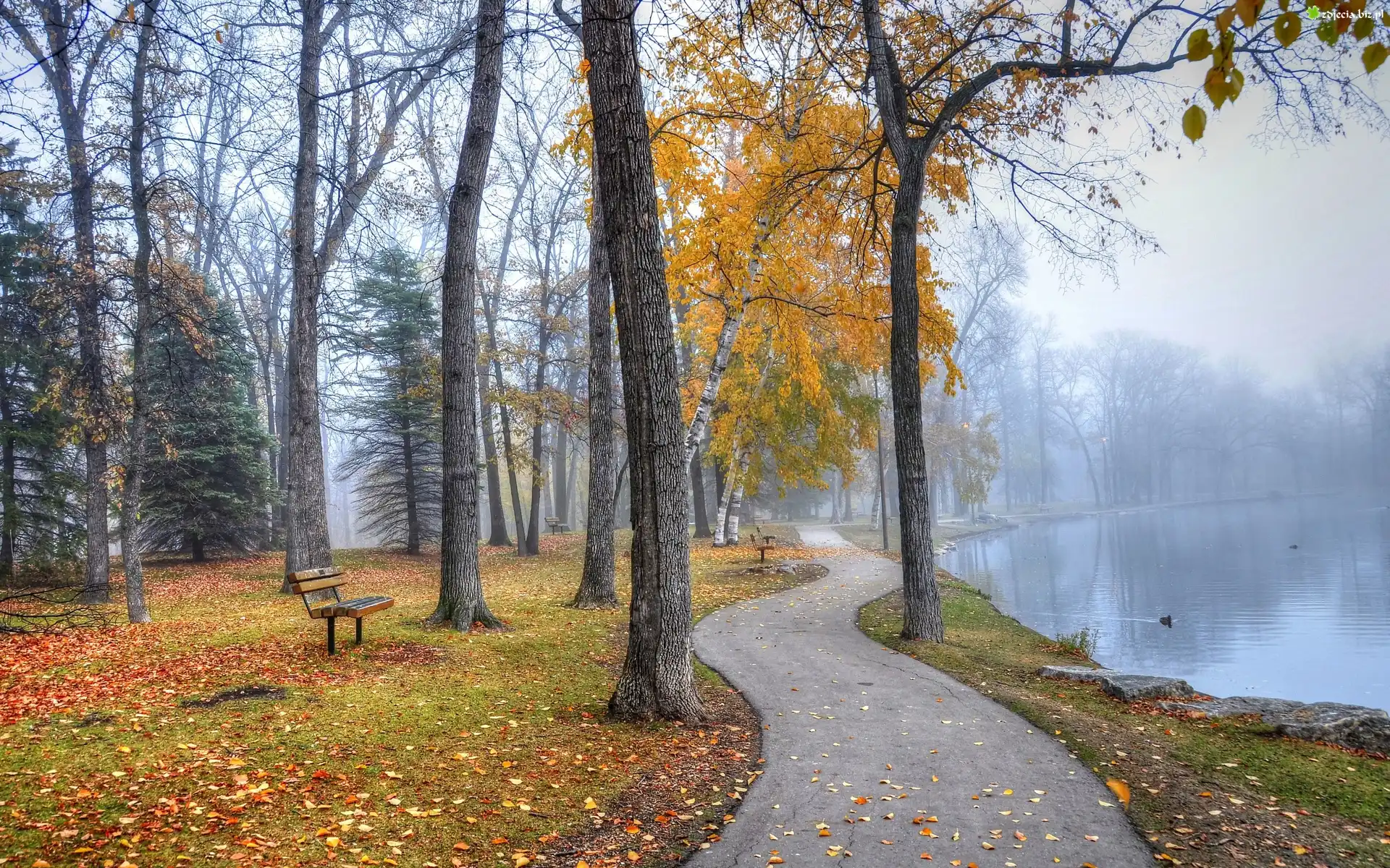 Park, Rzeka, Kaczki, Mgła, Ławki, Liście, Jesień