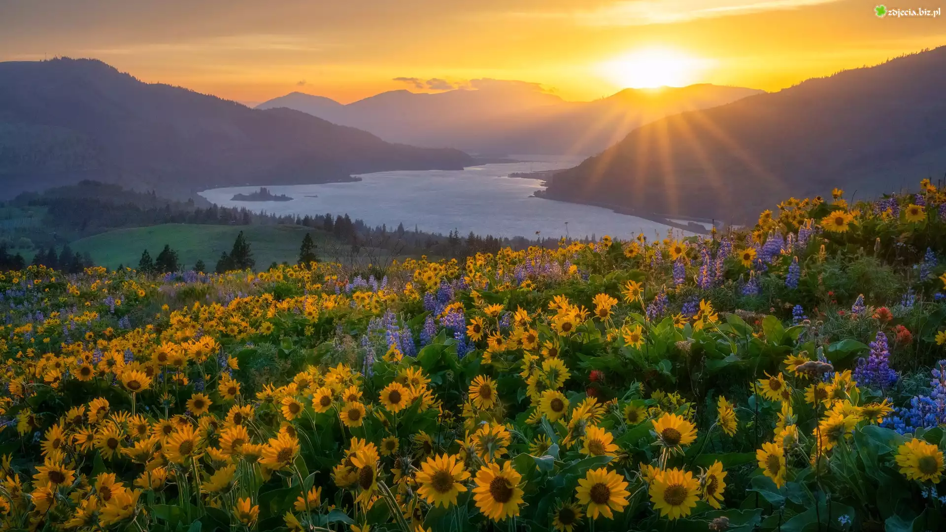 Stany Zjednoczone, Waszyngton, Rzeka, Columbia River Gorge, Góry, Promienie słońca, Kwiaty, Łubin, Balsamorhiza