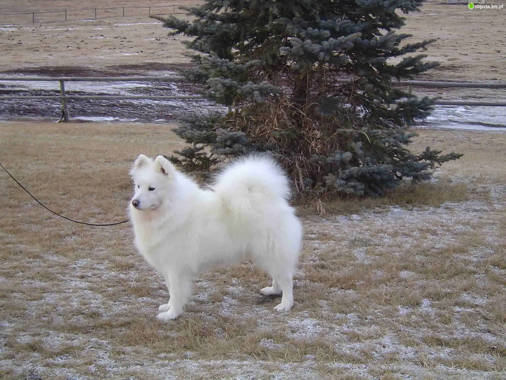 Samojed, choinka