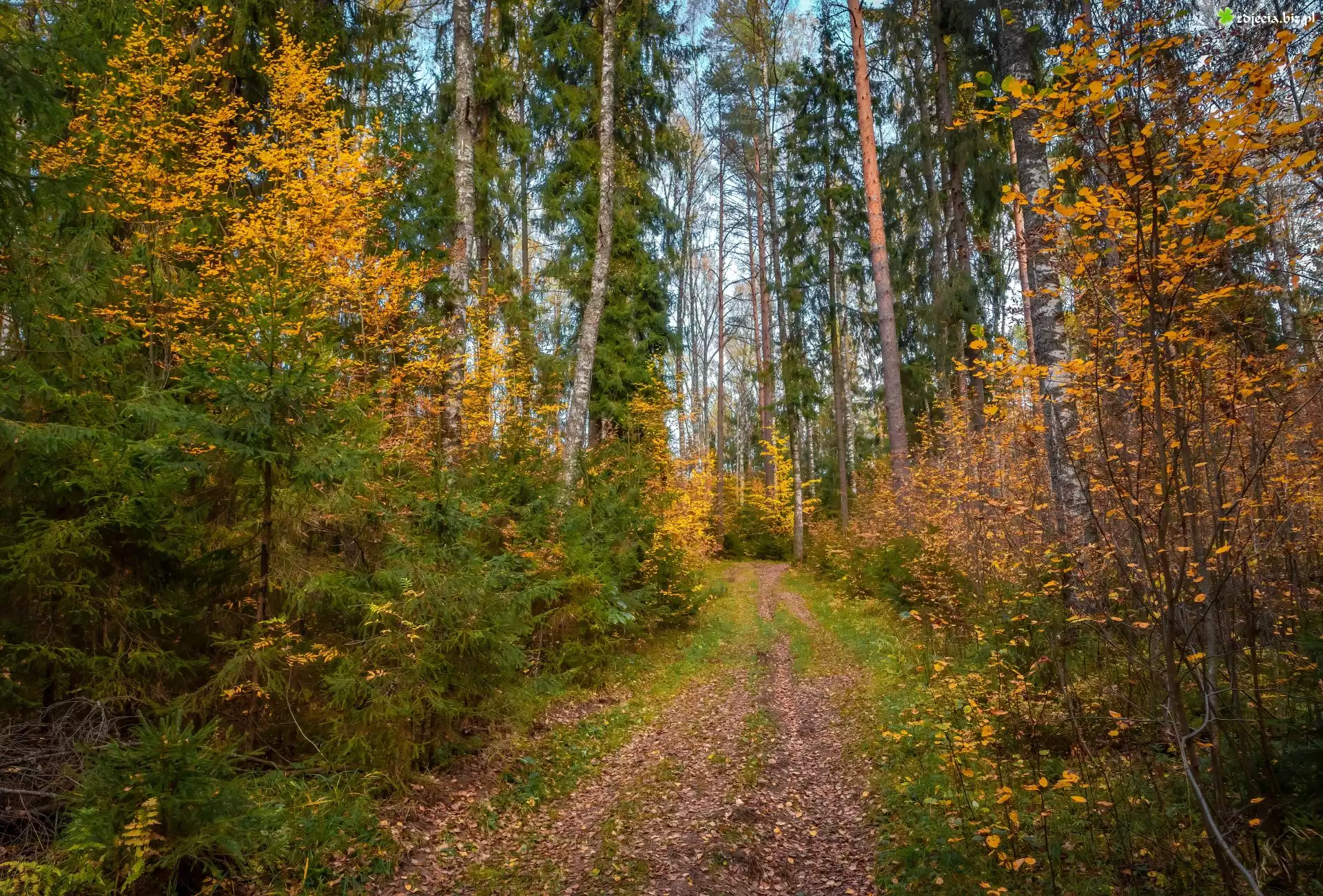 Las, Drzewa, Krzewy, Ścieżka, Liście, Jesień