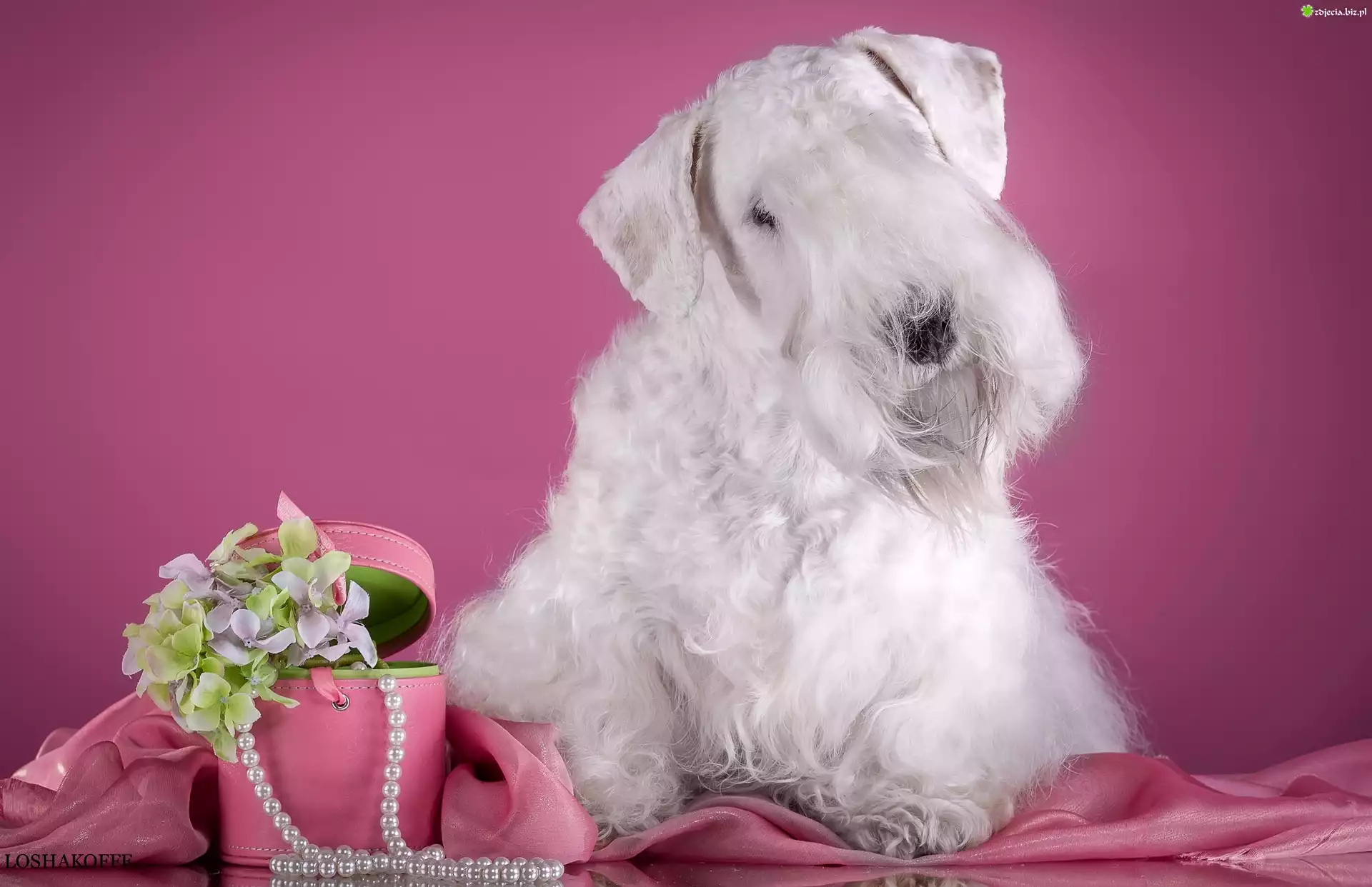 Sealyham Terrier, Pudełko, Kwiatki, Perły