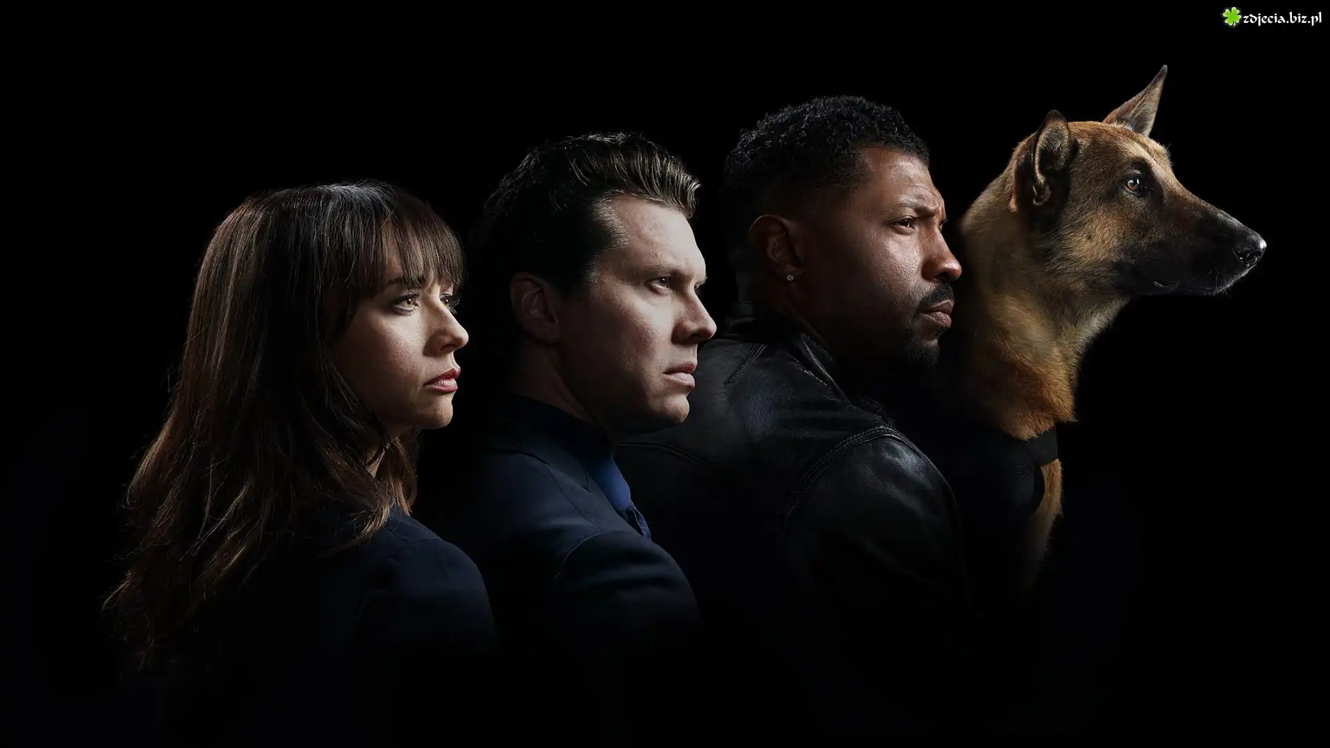 Serial, Angie Tribeca, Rashida Jones, Hayes MacArthur, Deon Cole, Pies, Owczarek belgijski Malinois