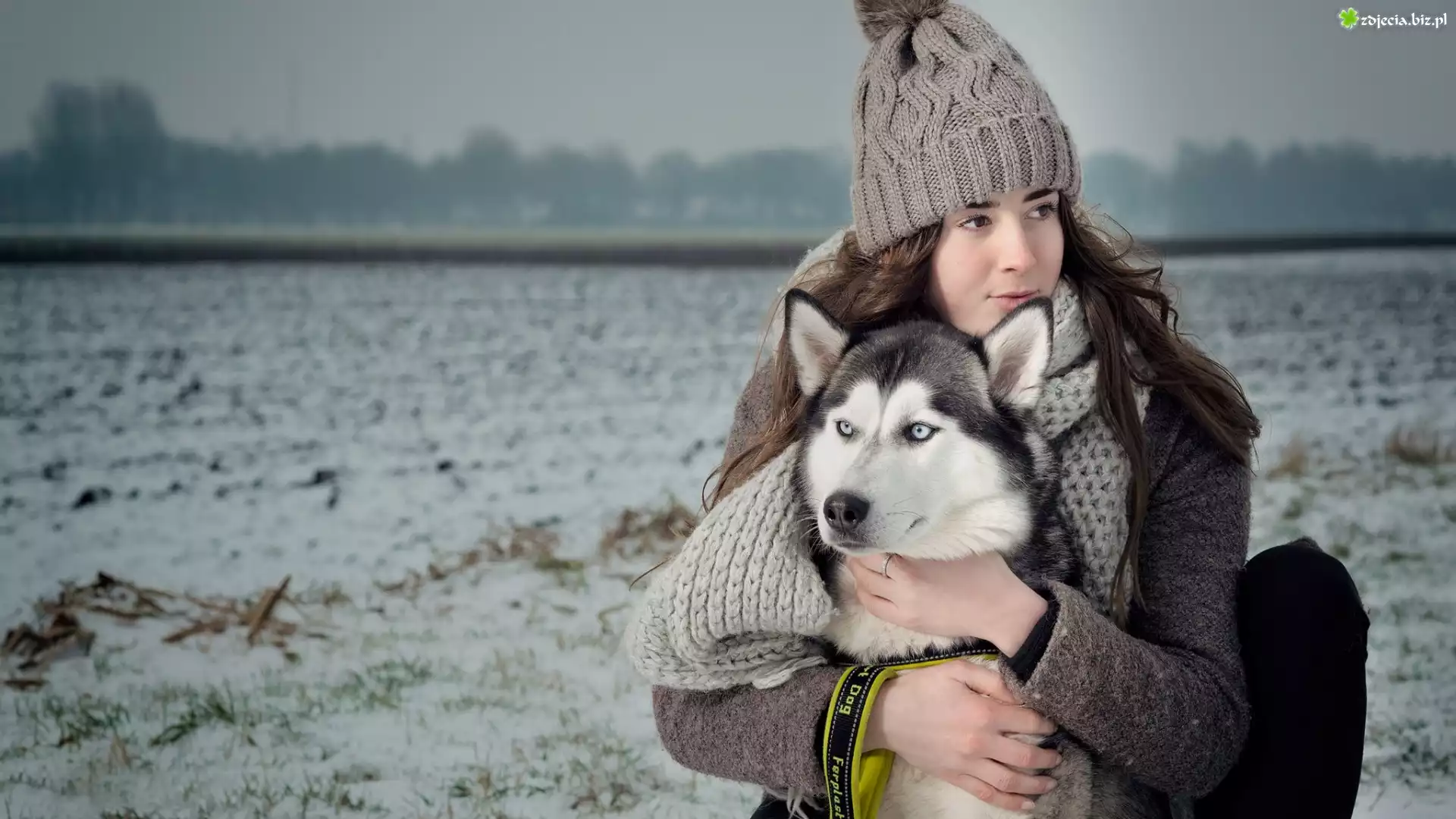 Pies, Siberian husky, Czapka, Pole, Dziewczyna, Szalik