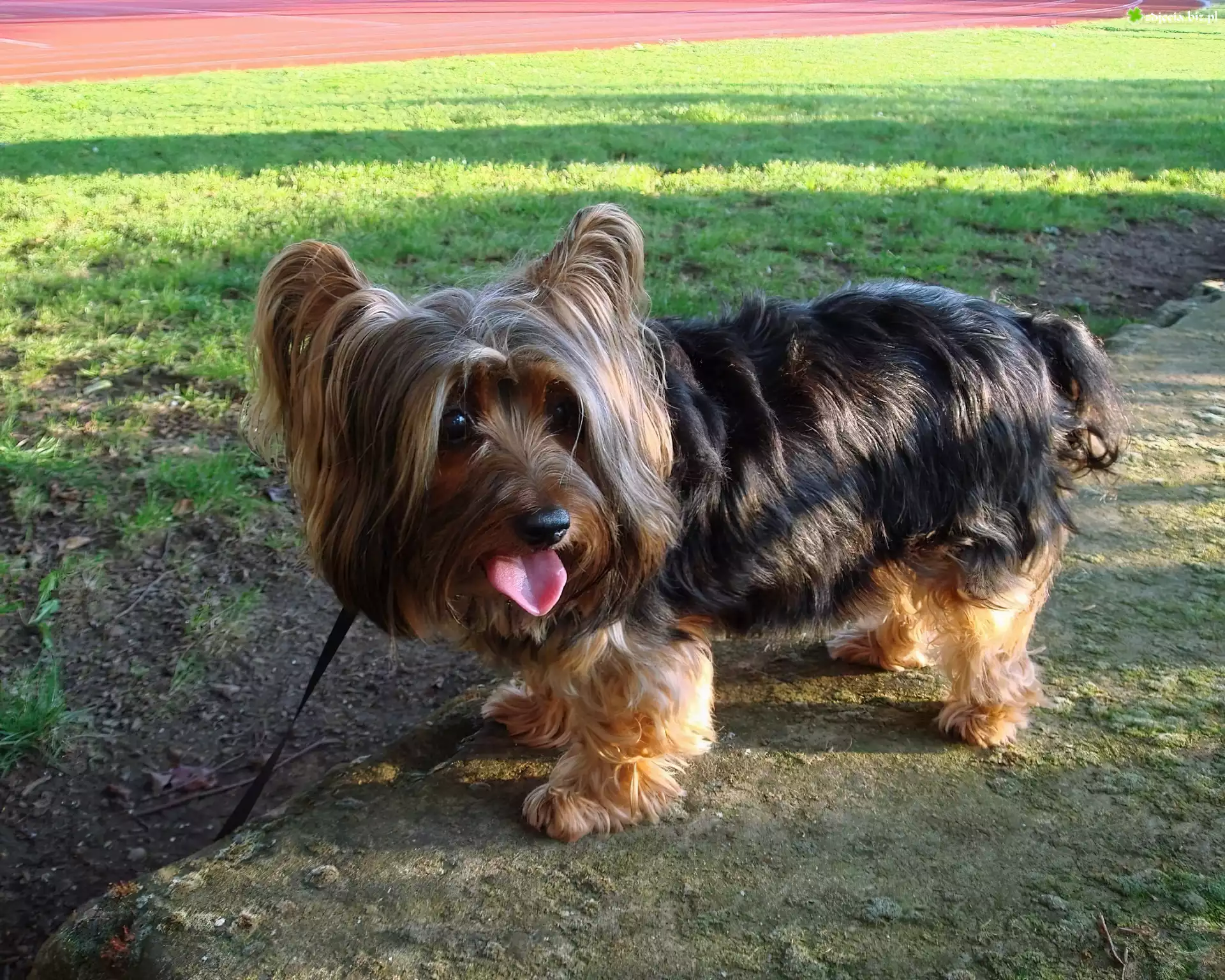Australian Silky Terrier
