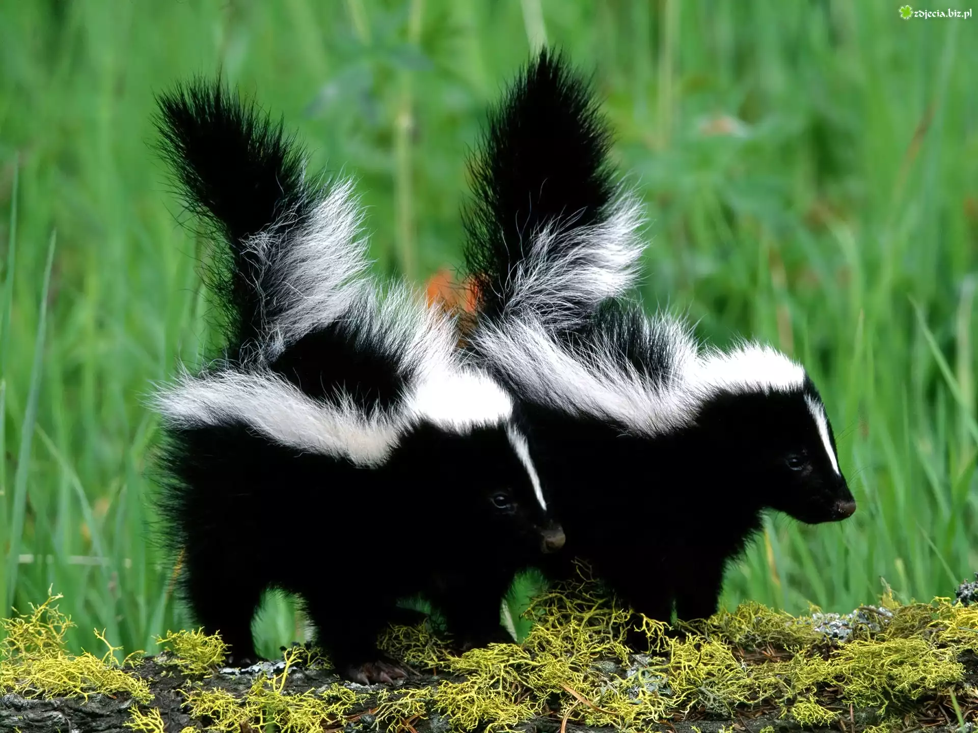 Skunksy, las