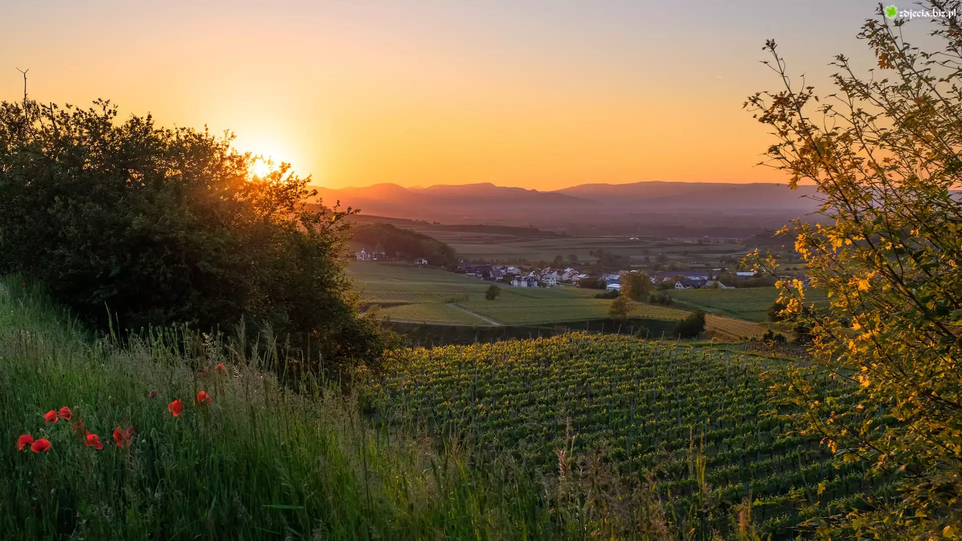 Wschód słońca, Łąka, Maki, Krzewy, Winnice, Kaiserstuhl, Niemcy