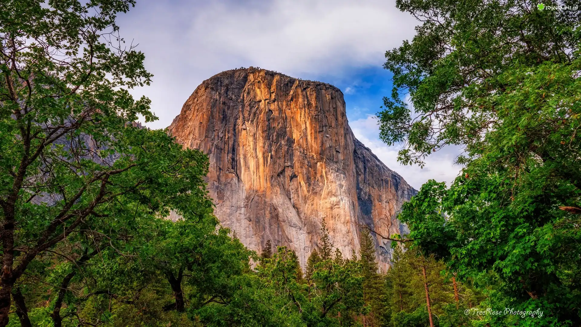 Stany Zjednoczone, Kalifornia, Park Narodowy Yosemite, Góra, El Capitan, Drzewa