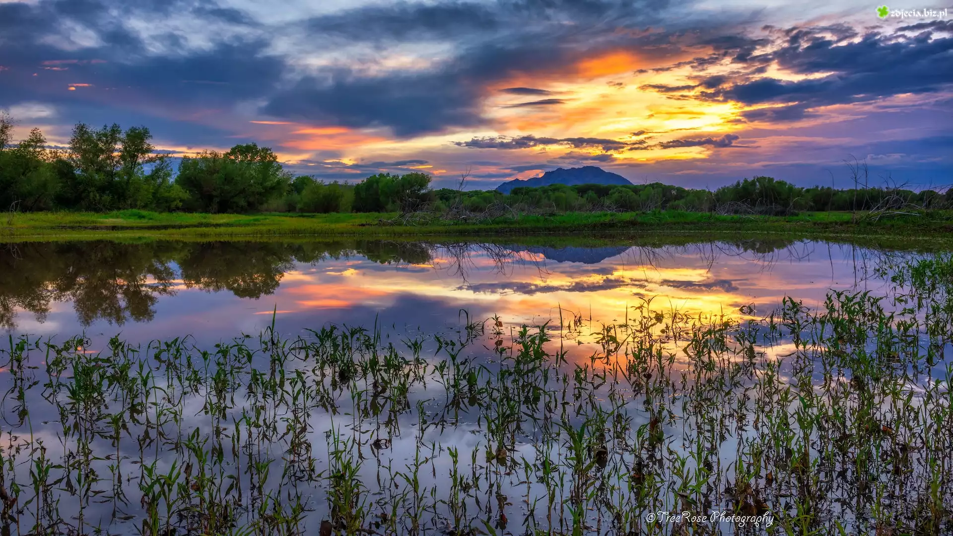 Stany Zjednoczone, Arizona, Hrabstwo Yavapai, Prescott, Jezioro, Willow Lake, Trawy, Zachód słońca, Odbicie