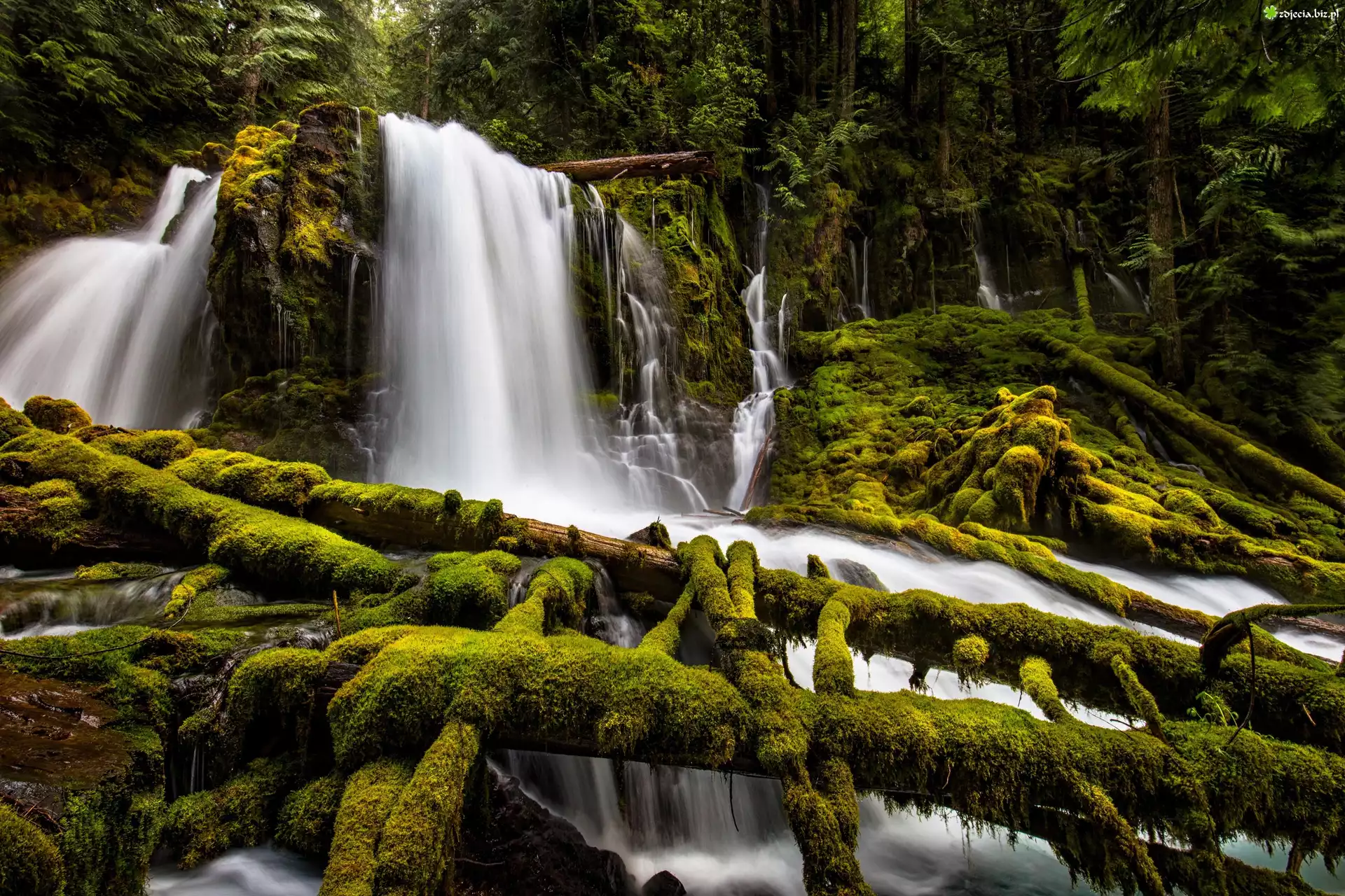 Stany Zjednoczone, Stan Oregon, Park Downing Creek Falls, Wodospad Upper Downing Creek Falls, Las, Drzewa, Omszałe, Gałęzie