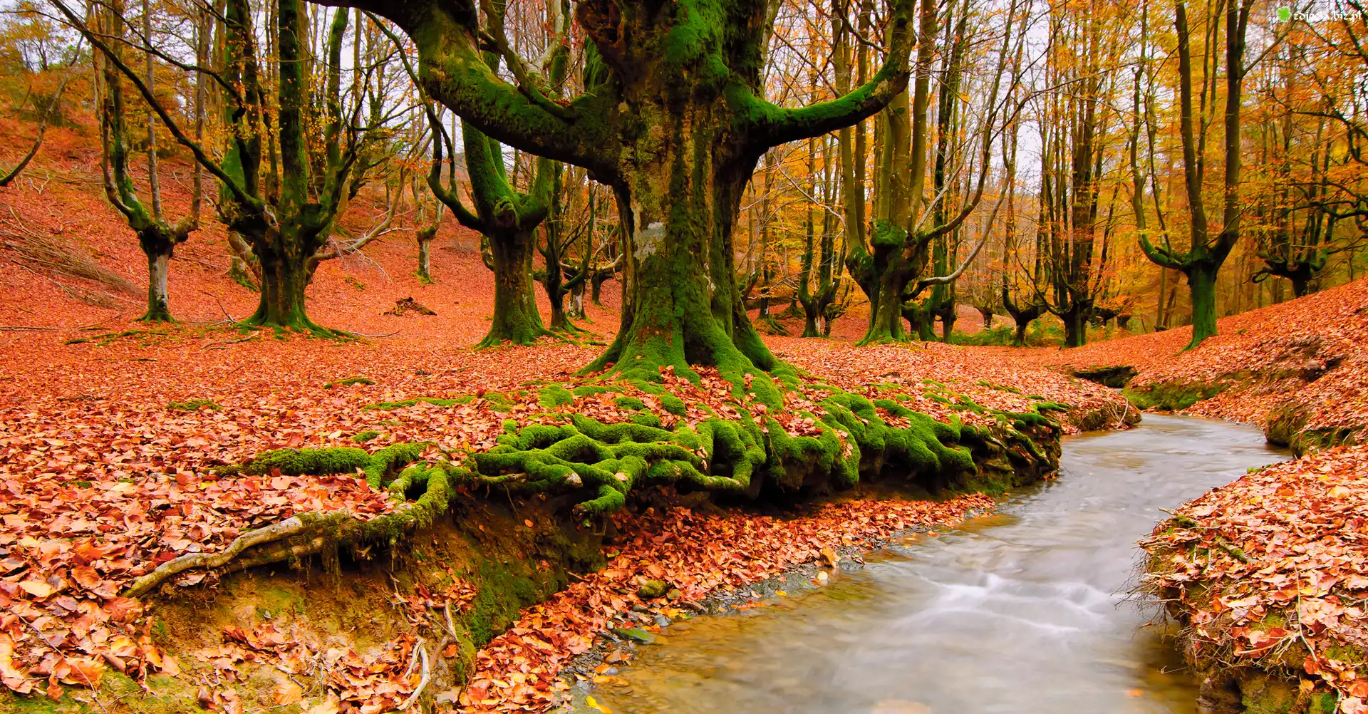 Las, Stare, Drzewa