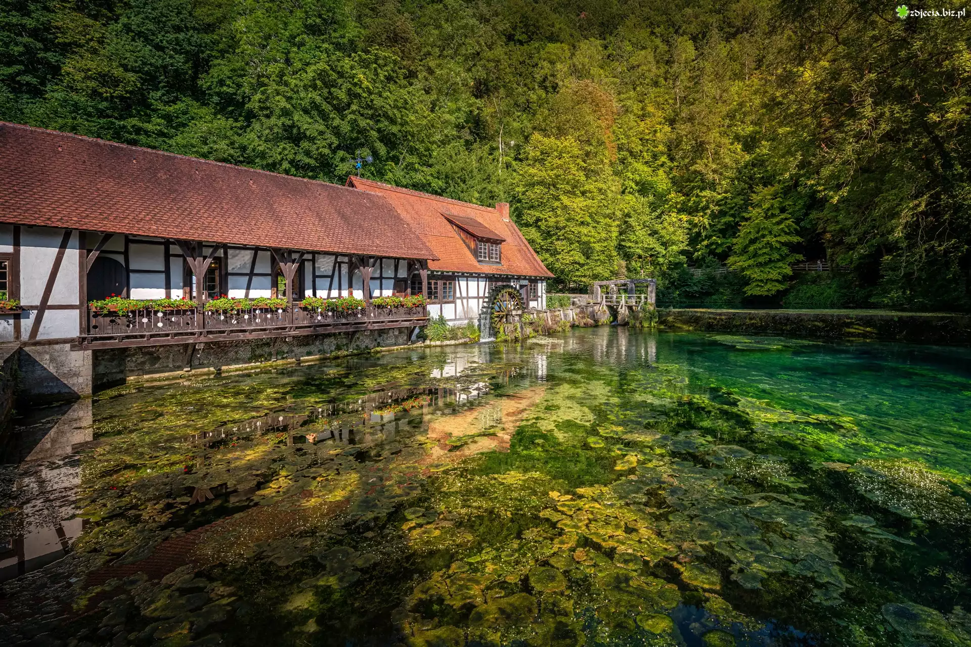 Las, Staw, Młyn