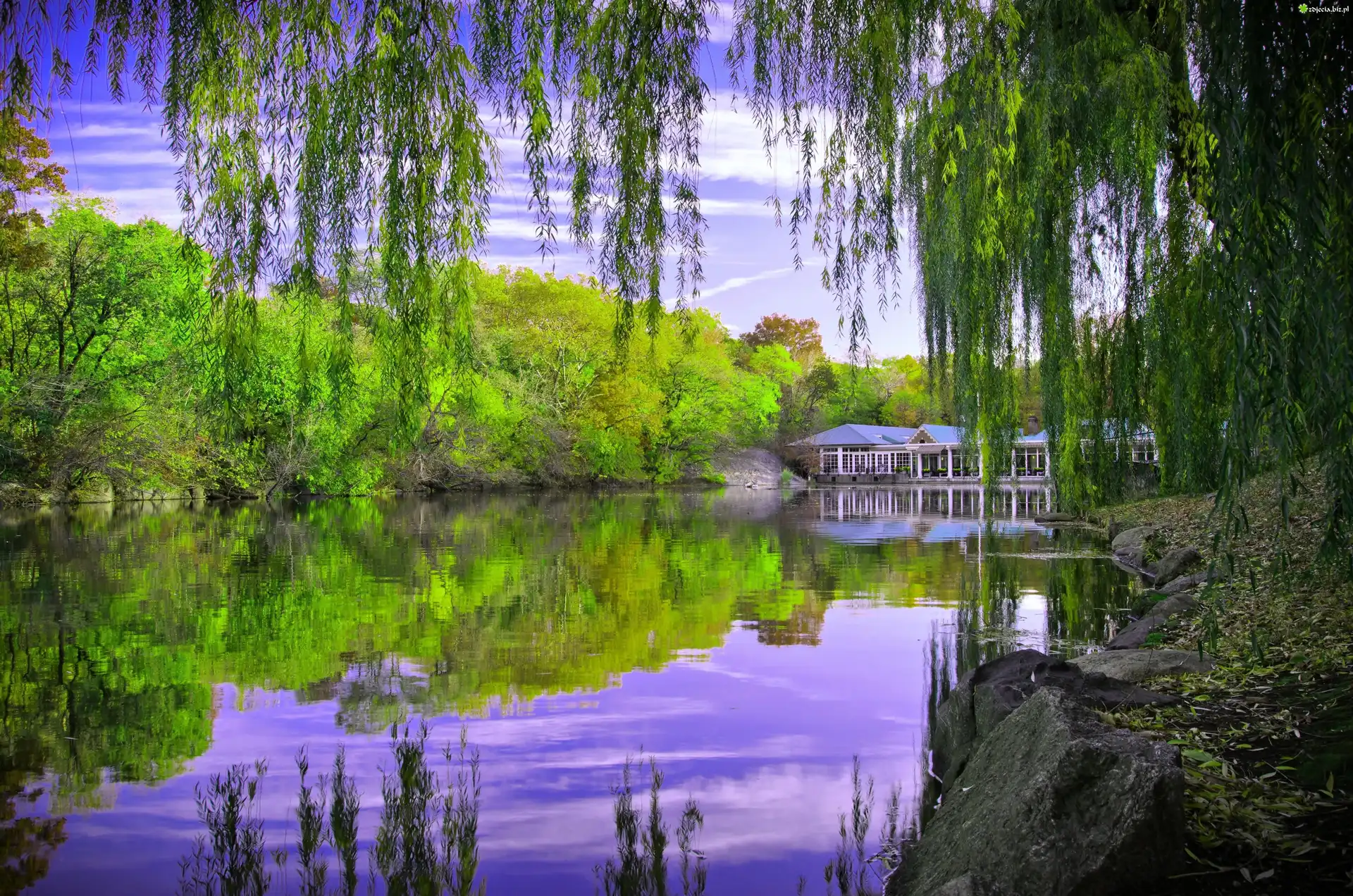 Staw, Drzewa, Central Park, Nowy Jork