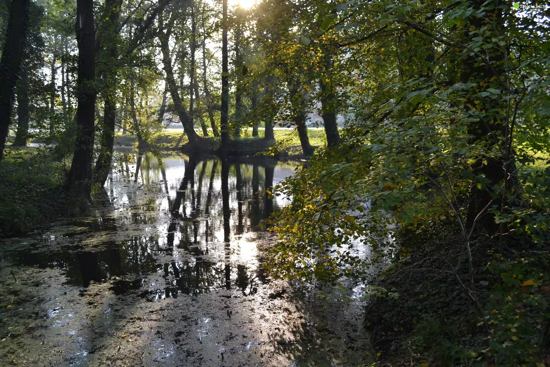Staw, Drzewa, Porośnięte, Bluszczem