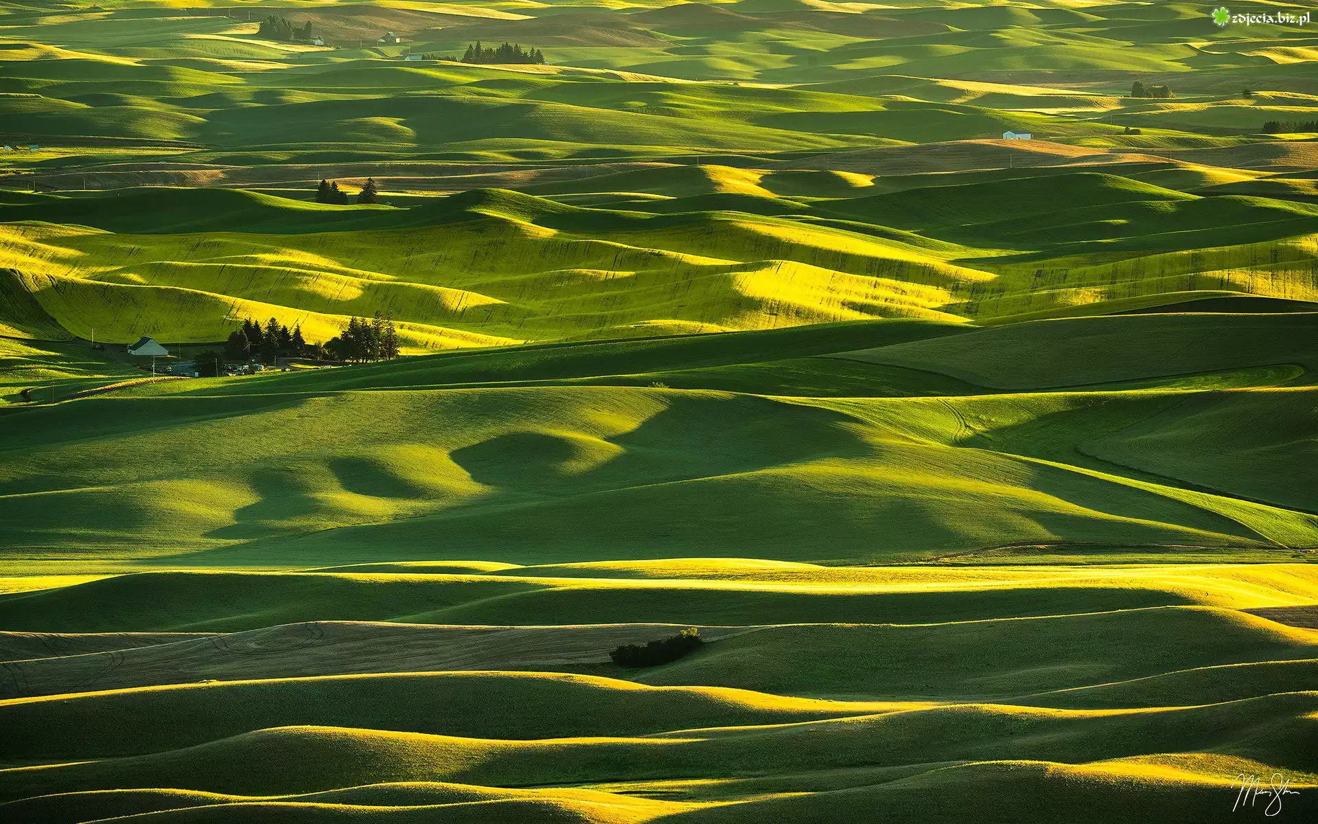 Wzgórza, Łąki, Pola, Steptoe Butte State Park, Region Palouse, Stan Waszyngton, Stany Zjednoczone