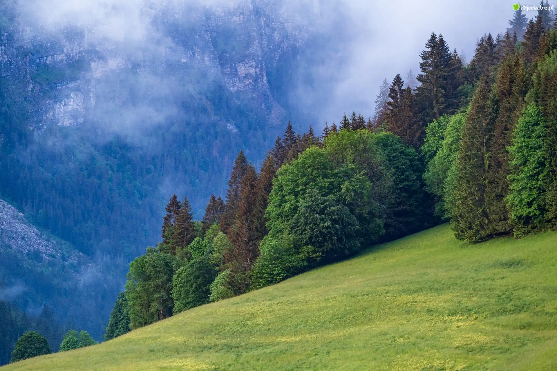 Góry, Mgła, Zbocze, Stok, Drzewa, Las