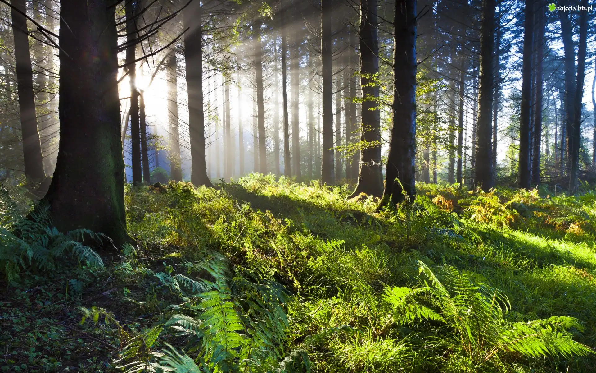 Irlandia, Union Wood, Las dębowy, Drzewa, Paprocie, Przebijające światło