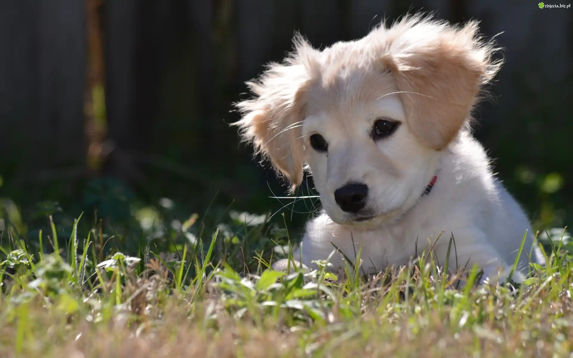 Biały, Szczeniaczek, Trawa, Golden Retriever