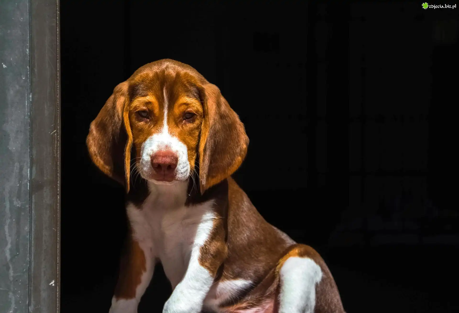 Pies, Szczeniak, Beagle