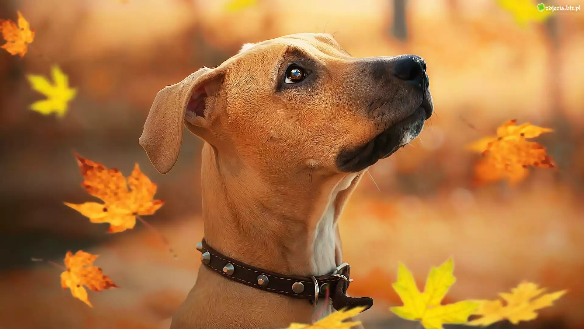 Pies, Szczeniak, Rhodesian ridgeback, Spadające, Liście, Grafika
