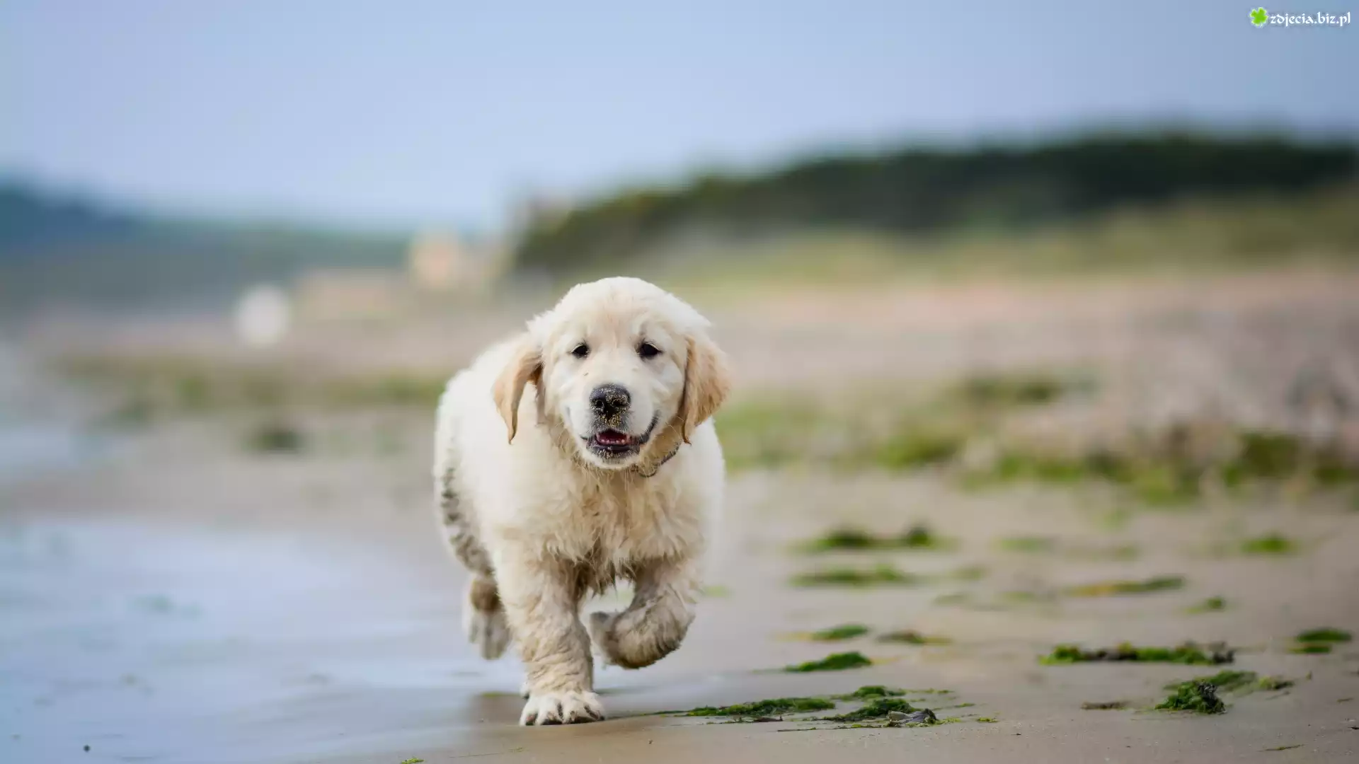 Szczeniak, Golden retriever, Plaża, Woda