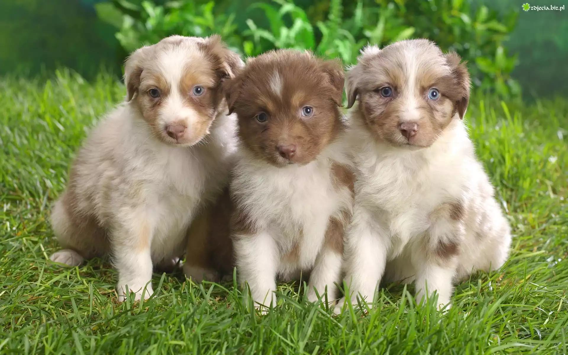 Trzy, Szczeniaki, Owczarki australijskie, Australian shepherd