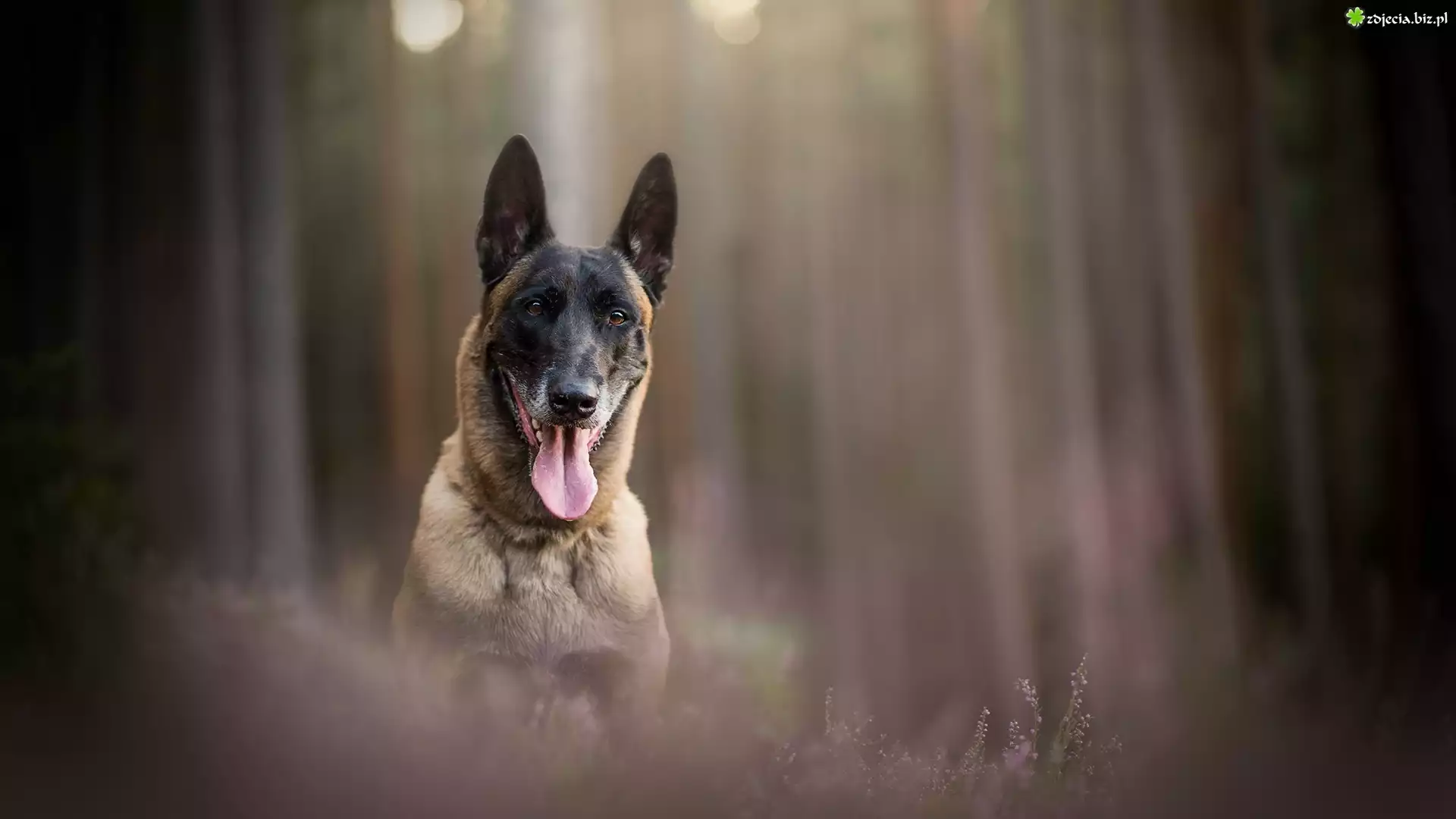 Pies, Owczarek belgijski malinois, Mordka, Jęzor, Wrzosy, Rozmyte, Tło