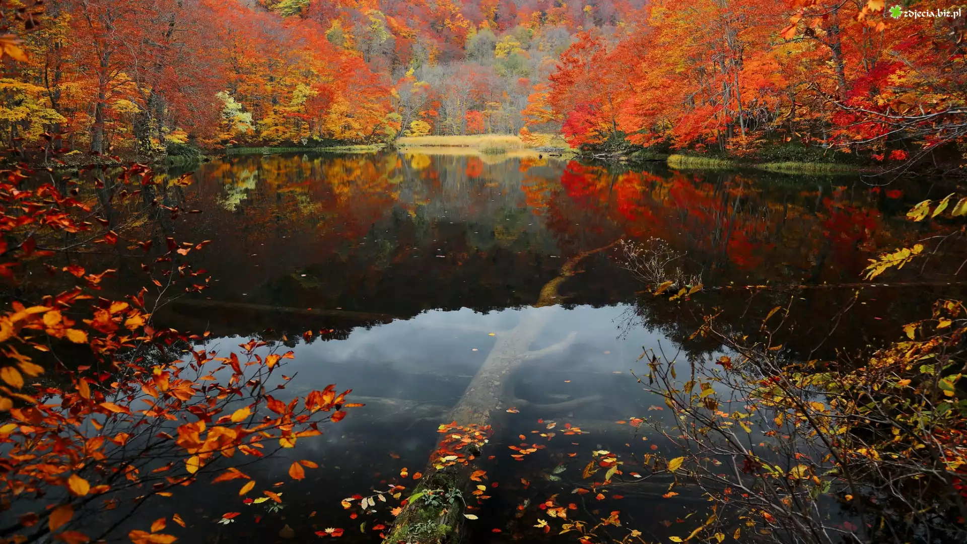 Japonia, Wyspa Honsiu, Park Narodowy Towada-Hachimantai, Jezioro Tsuta Numa, Las bukowy