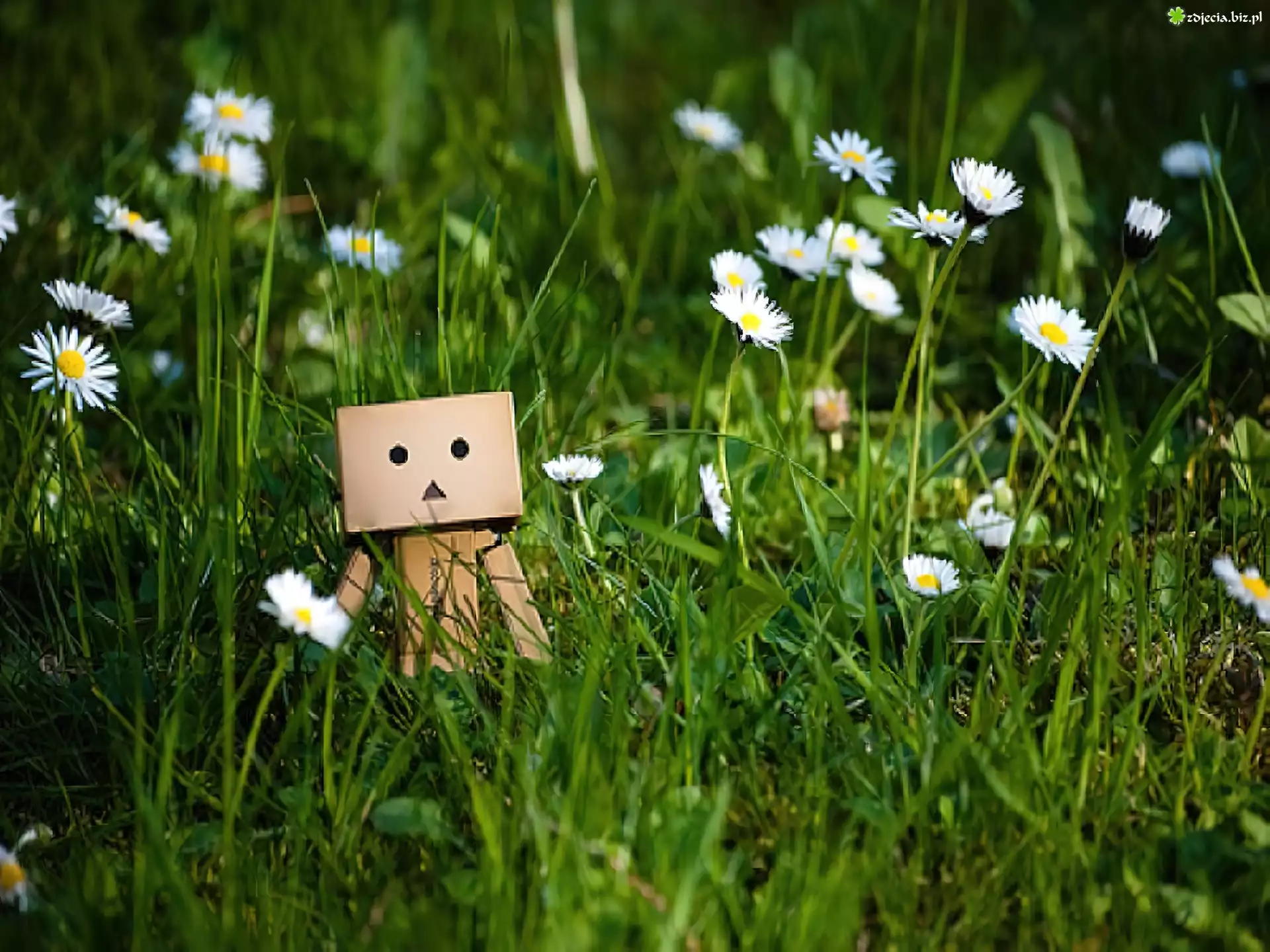 Danbo, Trawa, Stokrotki