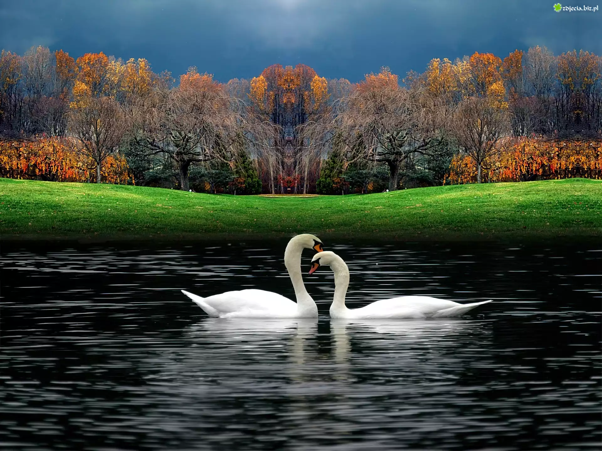 Łabędzie, Jezioro, Trawa, Park