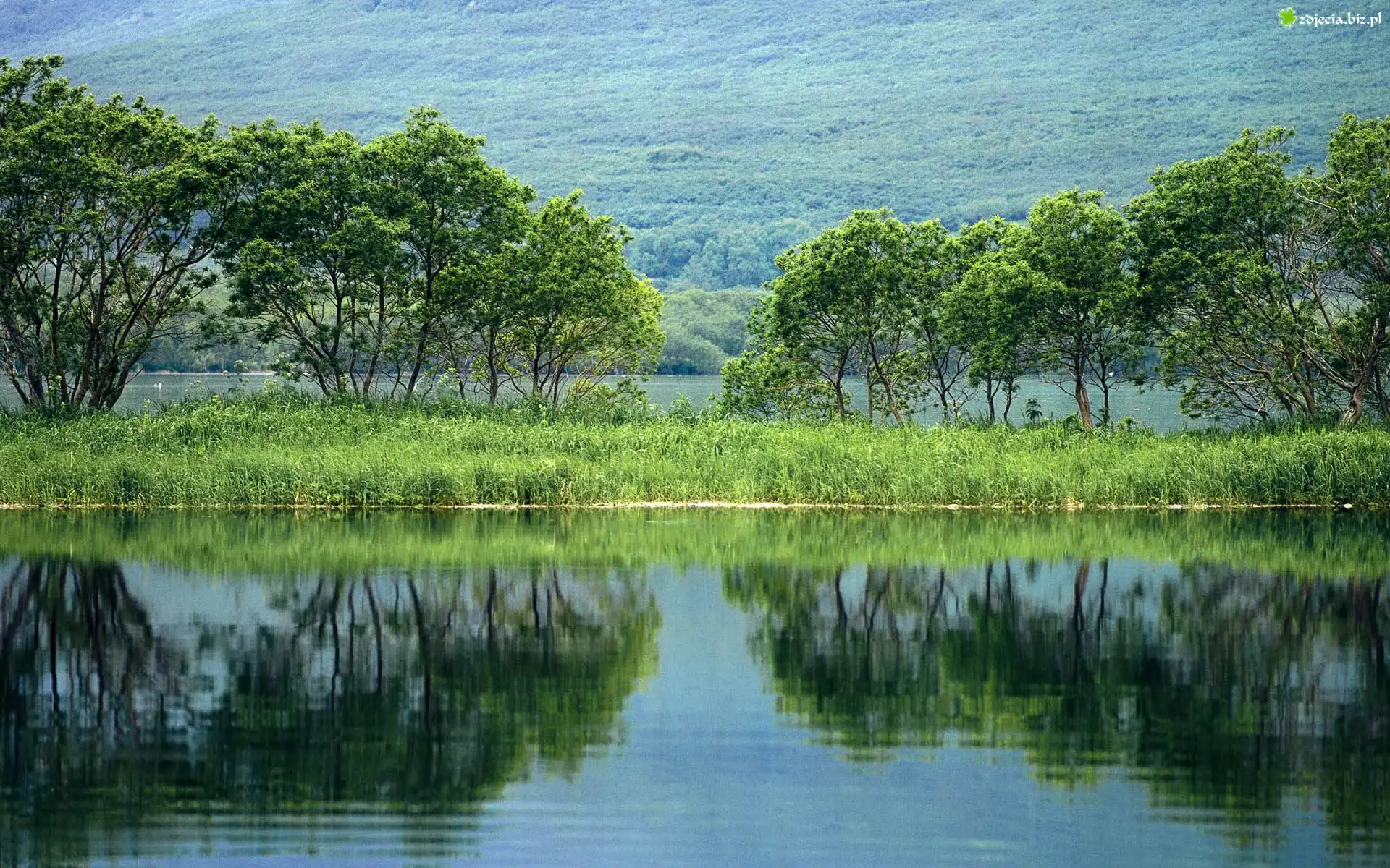 Jezioro, Trawa, Drzewa