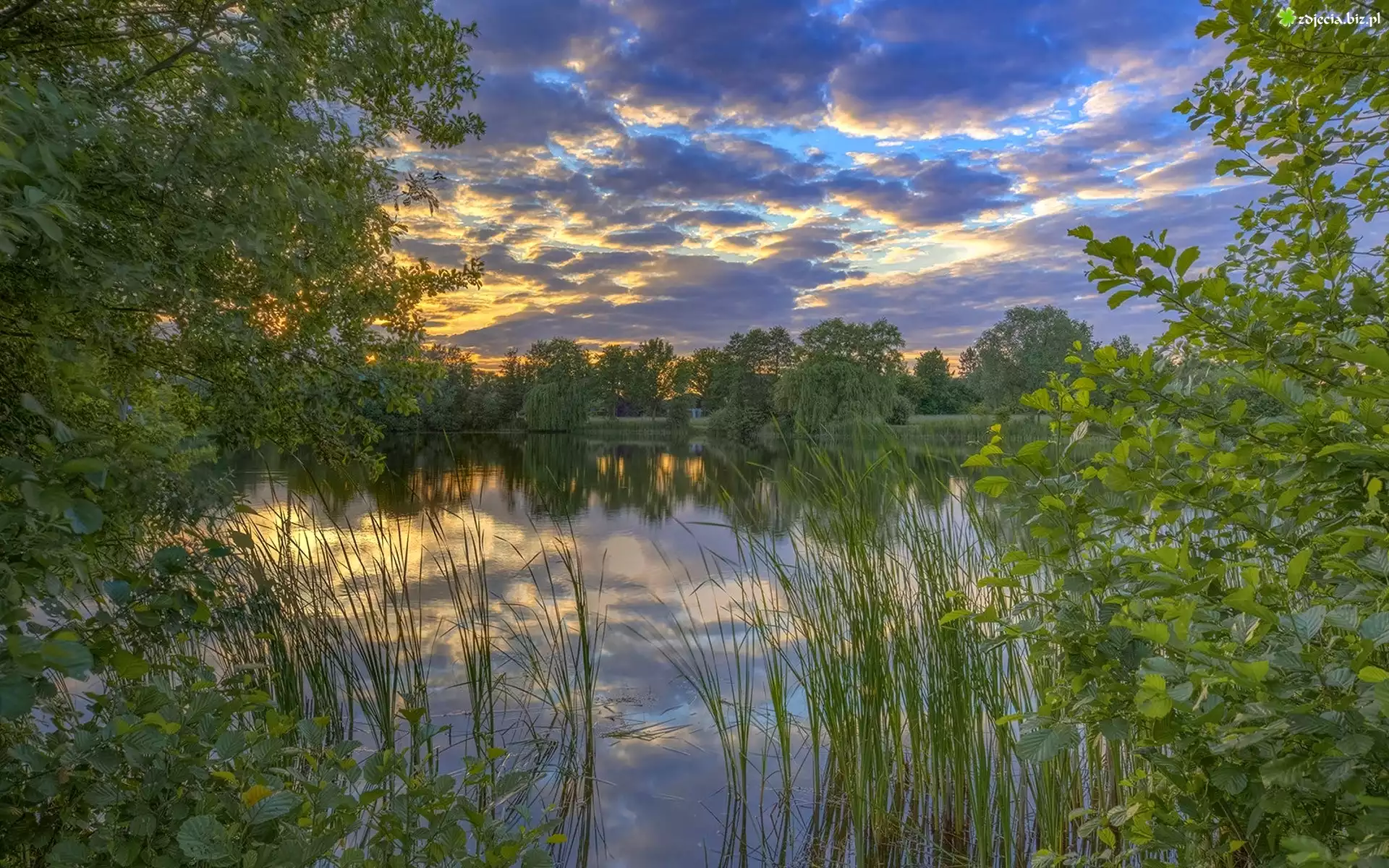 Niemcy, Dolna Saksonia, Dannenberg, Jezioro Thielenburger See, Drzewa, Chmury, Trawa