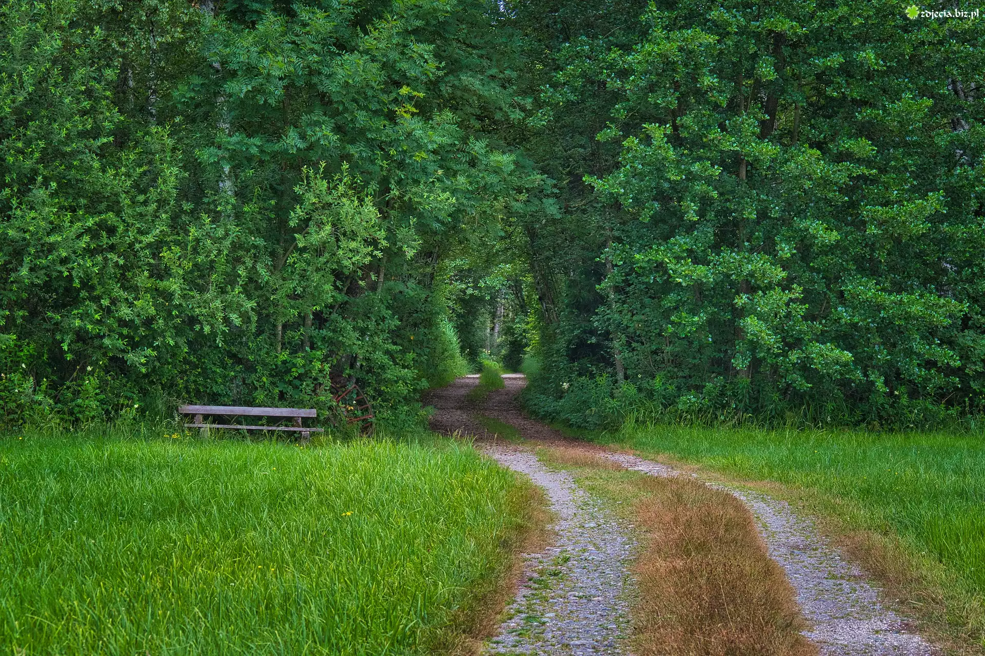 Ławka, Trawa, Las, Ścieżka, Drzewa