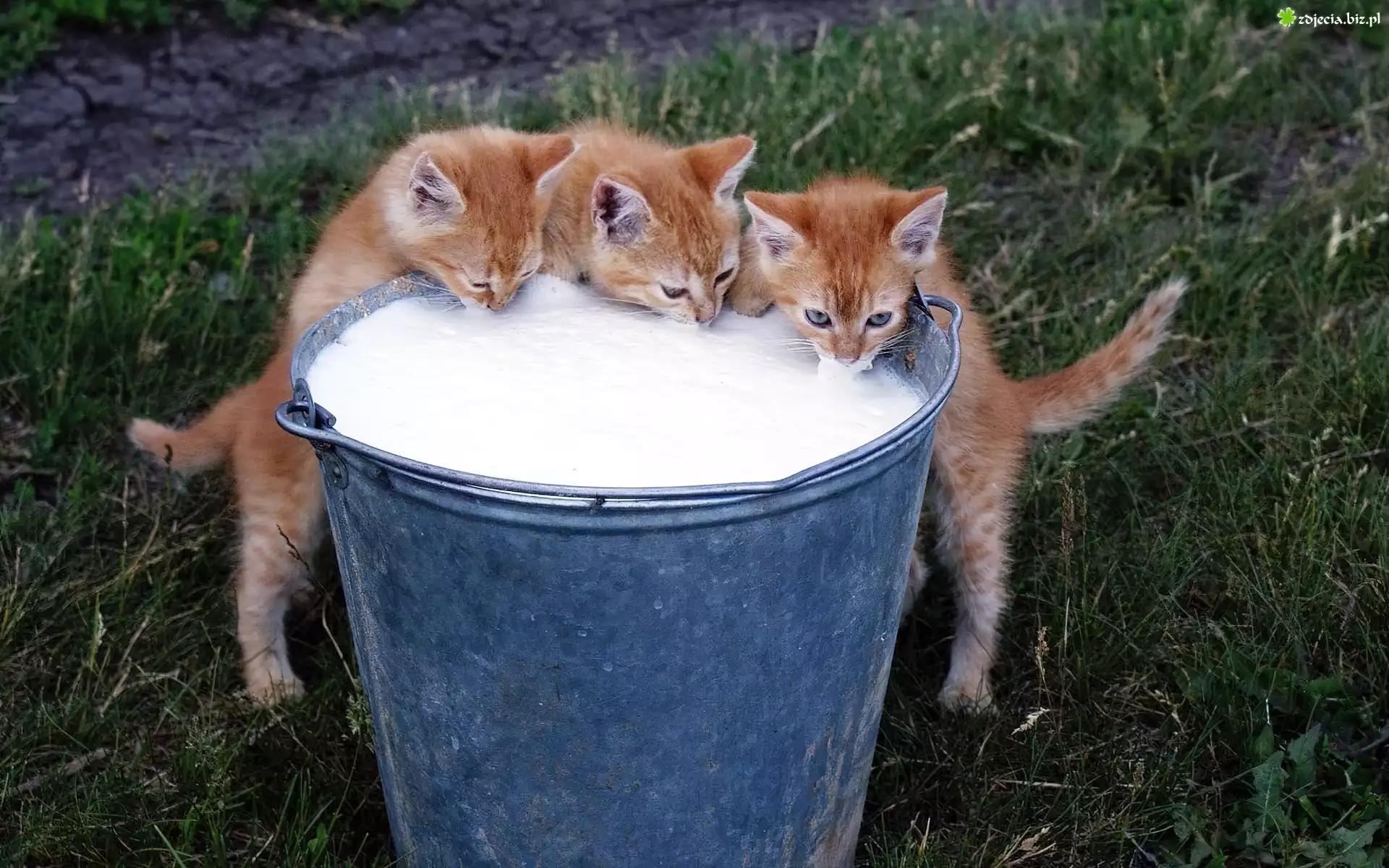 Trzy, Kotki, Wiadro, Mleko