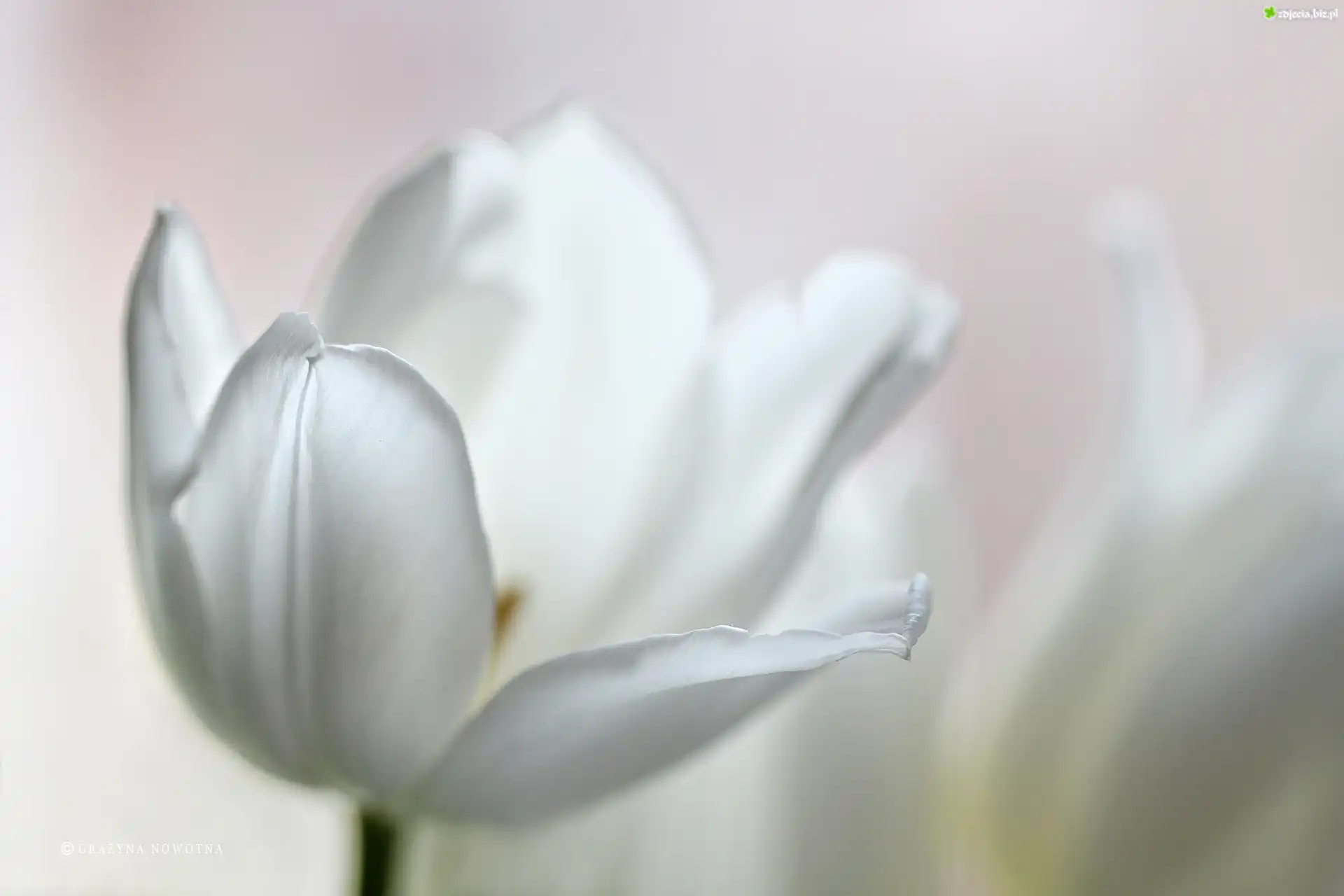 Biały, Tulipan, Kwiat