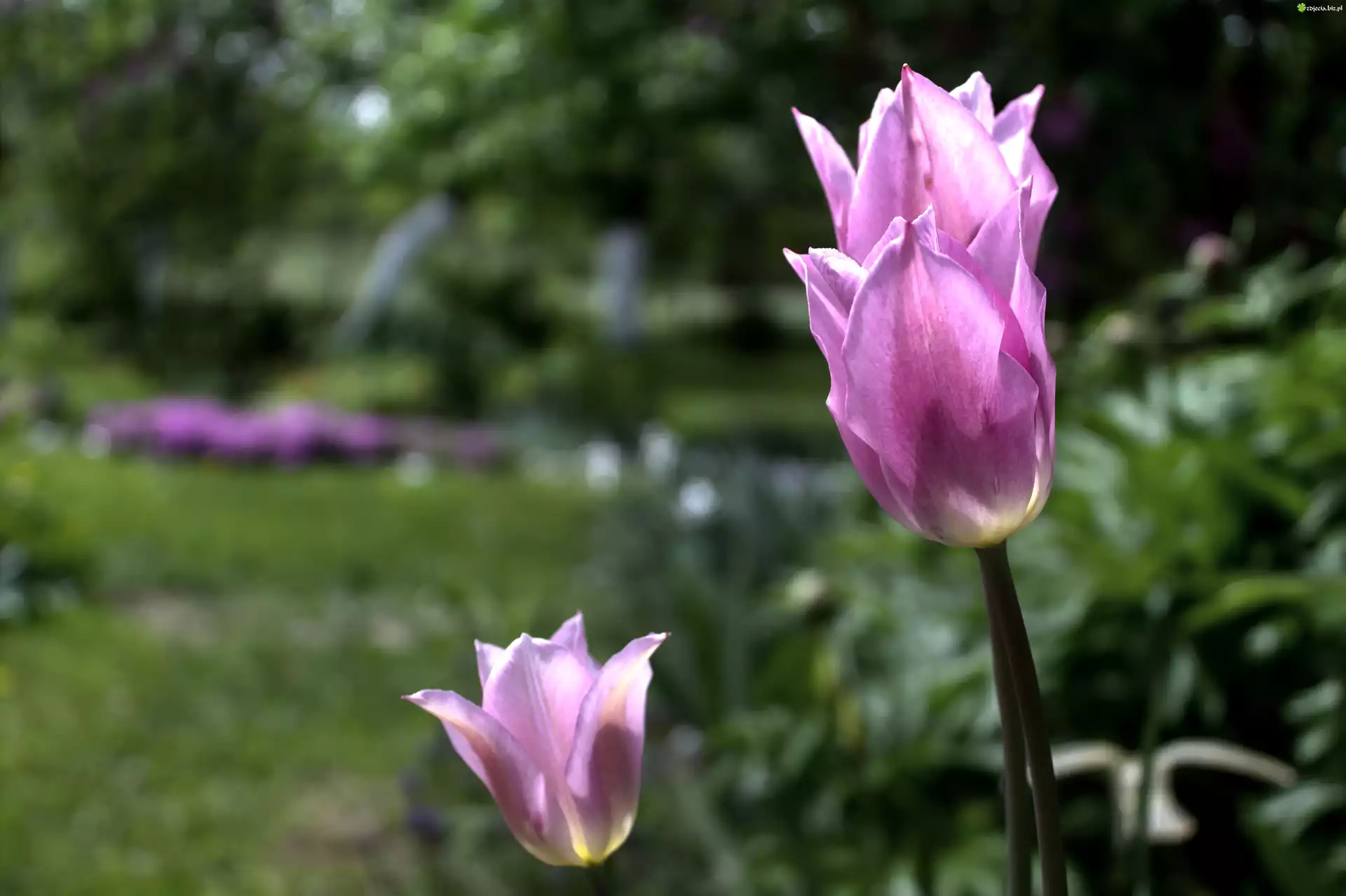 Różowy, Tulipan, Kwiat