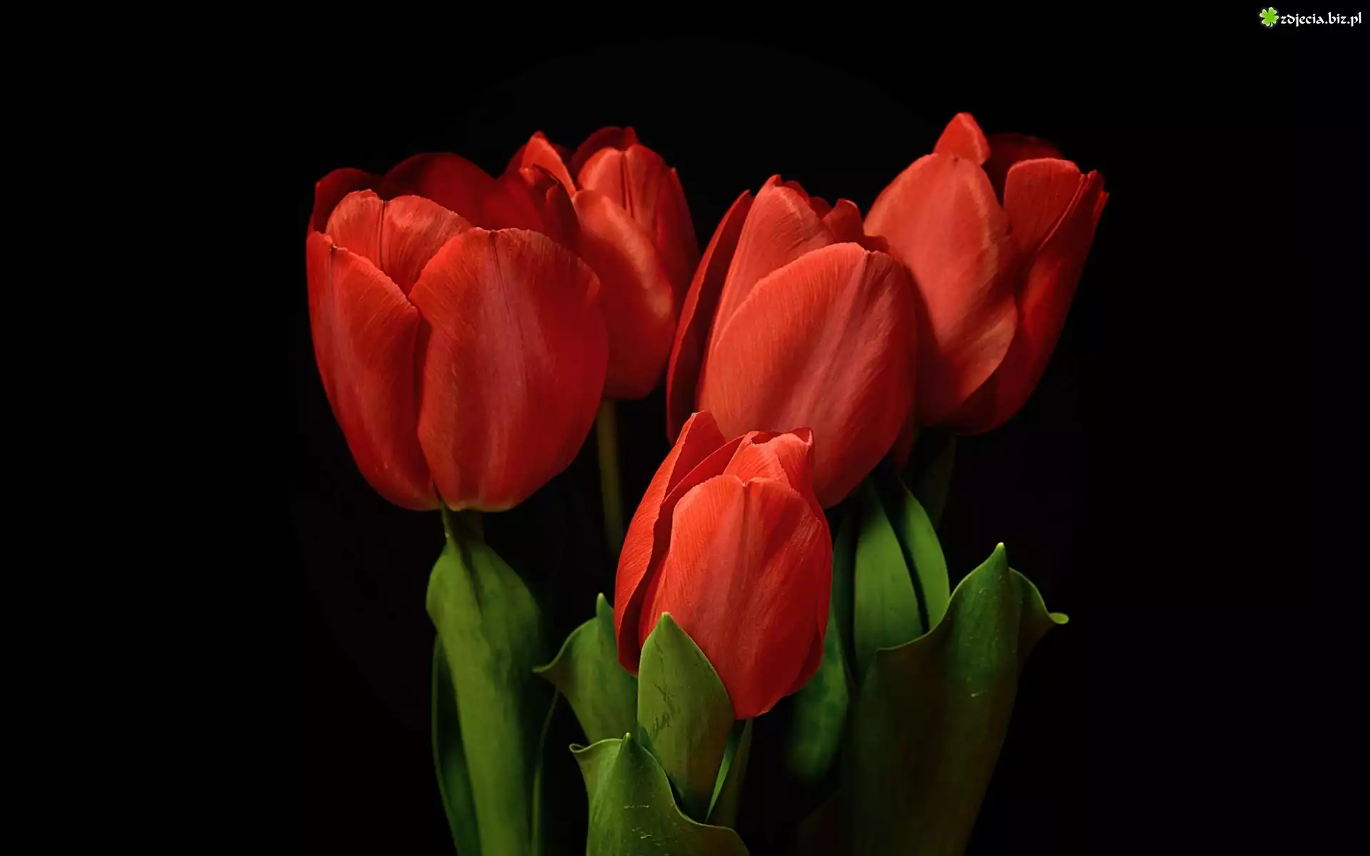 Tulipany