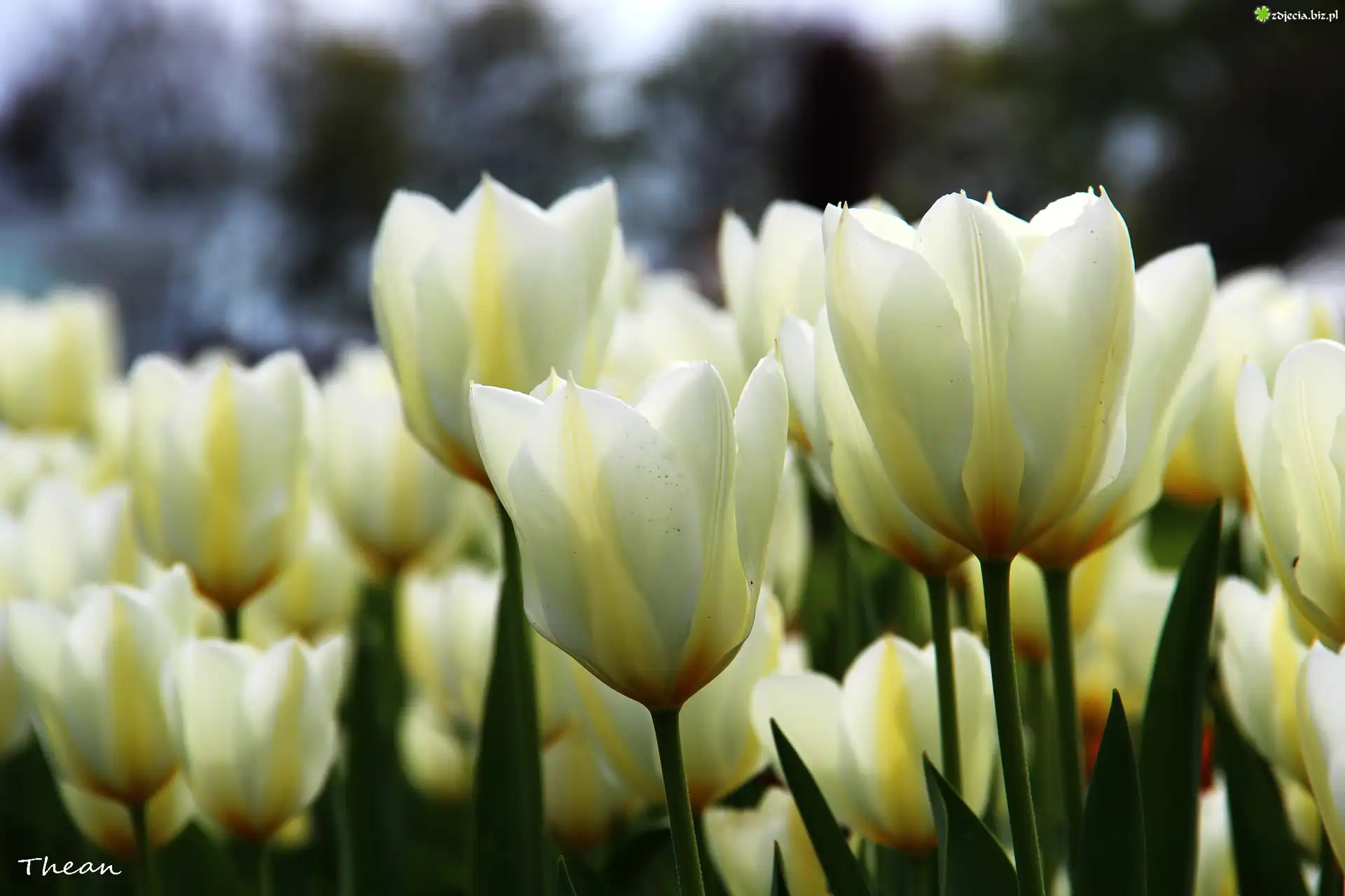 Tulipany