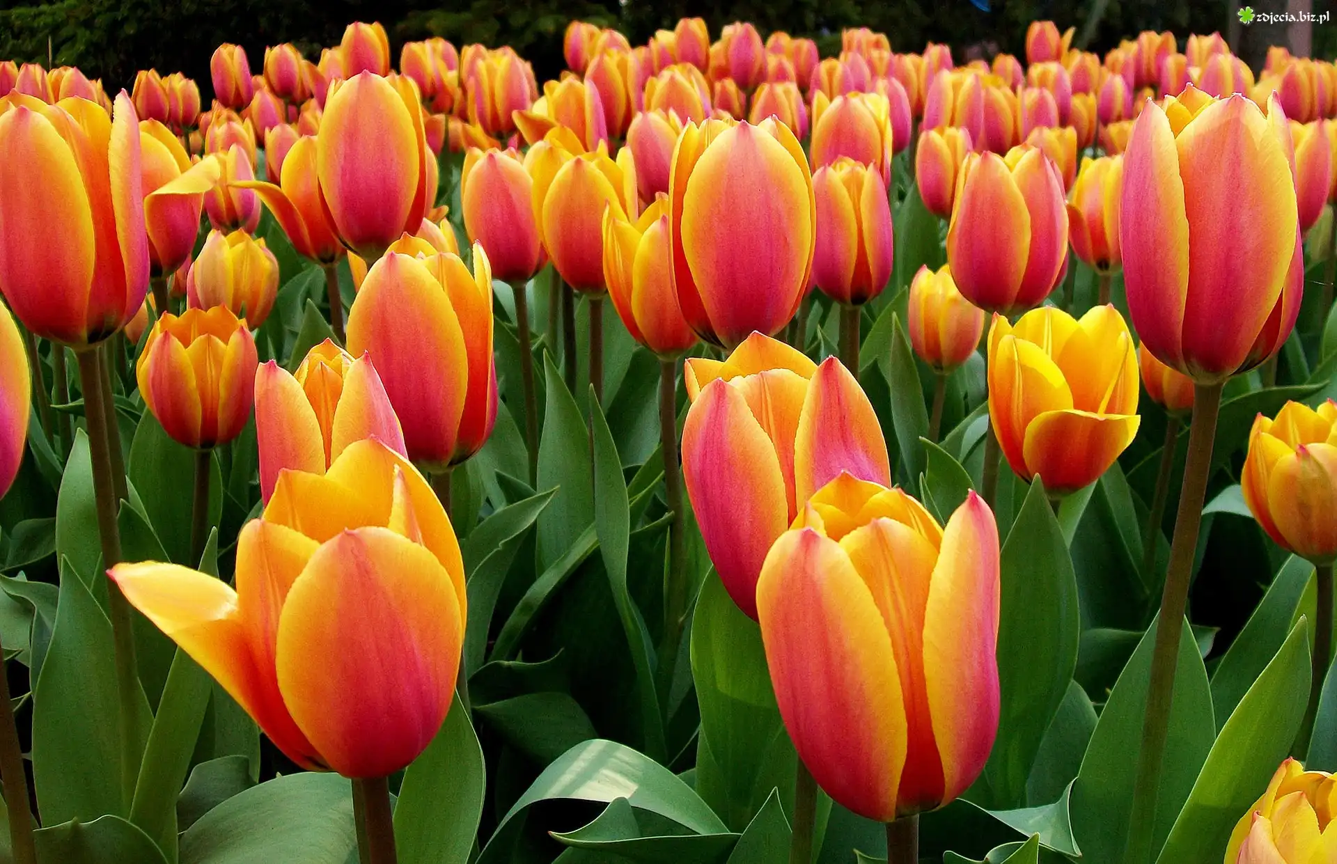 Tulipany