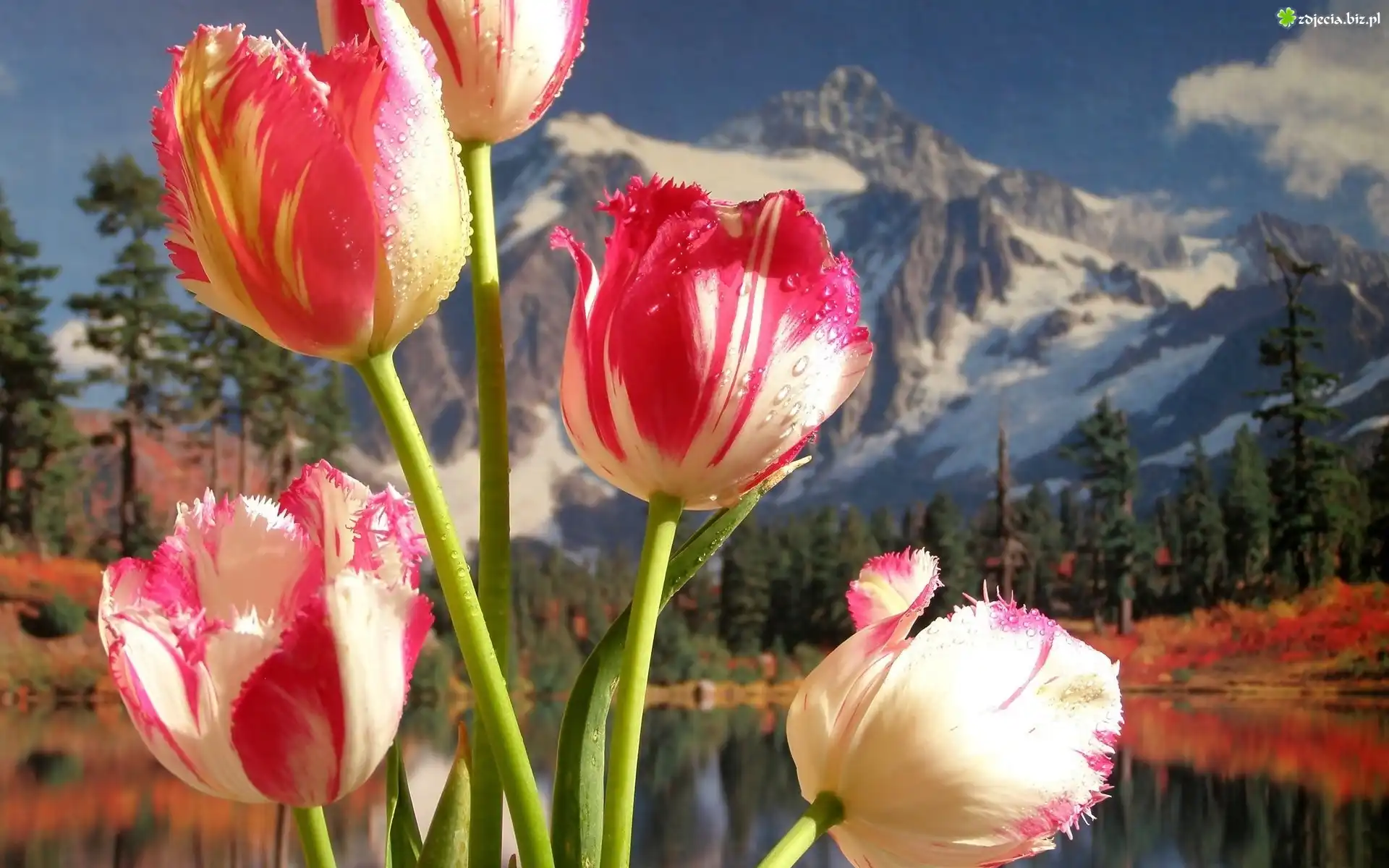 Tulipany, Góry